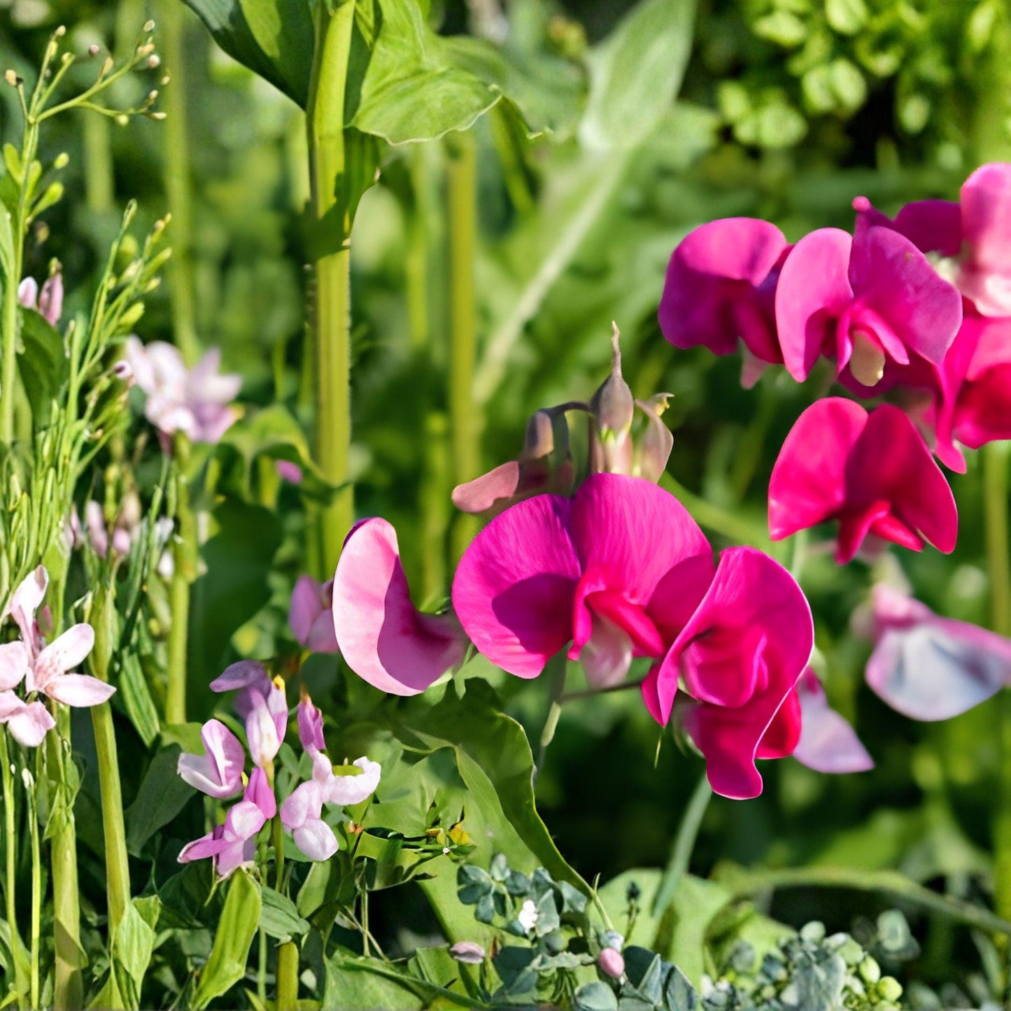 Sweet Pea Bush Cuttings | 7 Live 6" Cuttings | Polygala myrtifolia | Milkwort Flower Plant for Garden and Landscape