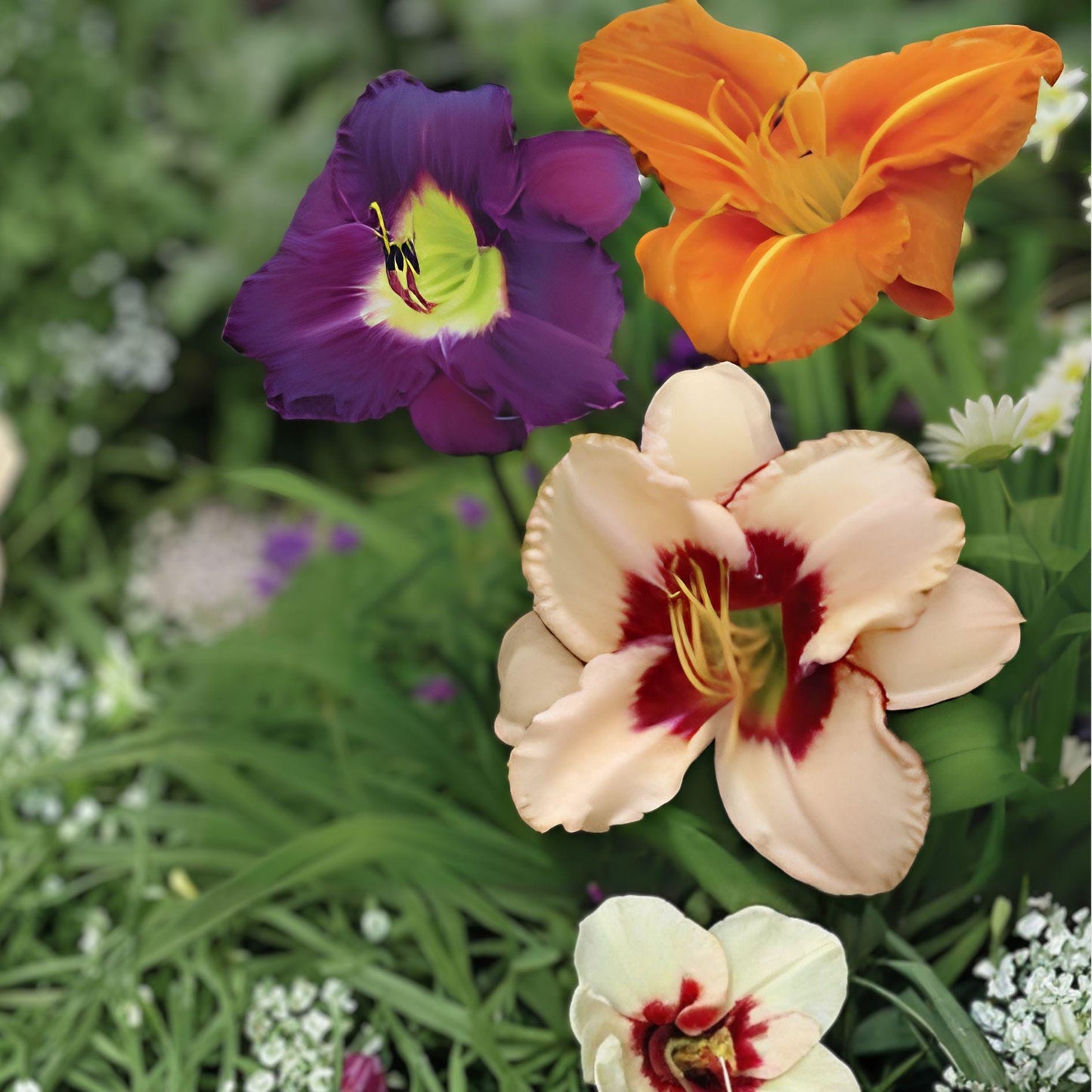 Daylily Roots | 3 Live Roots | Once Upon a Time Mix | Hemerocallis spp. | Reblooming Flowers in Mixed Colors