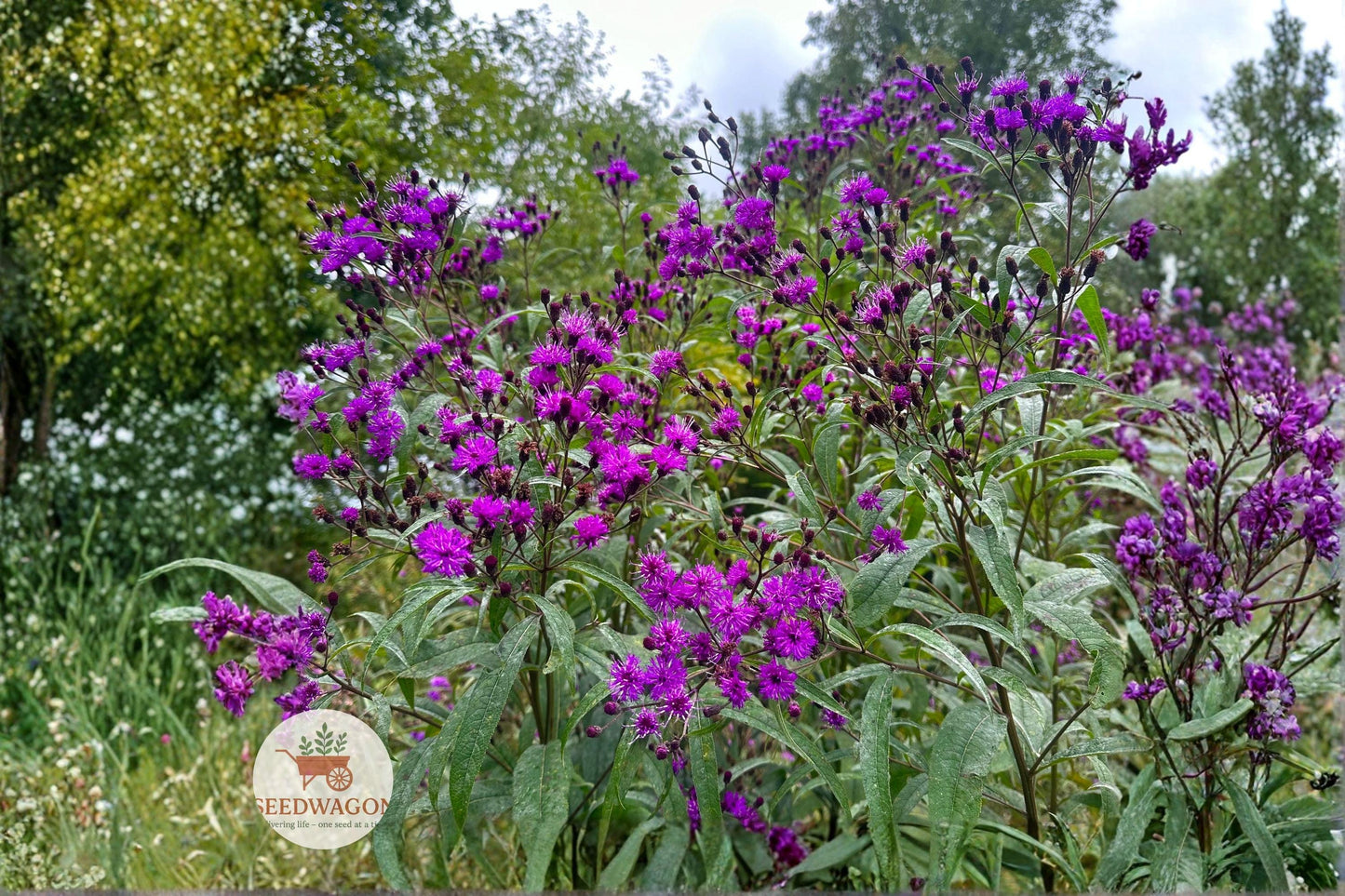 New York Ironweed Seeds - 100 Native Wildflower Seeds - Vernonia noveboracensis - Purple Pollinator Perennial