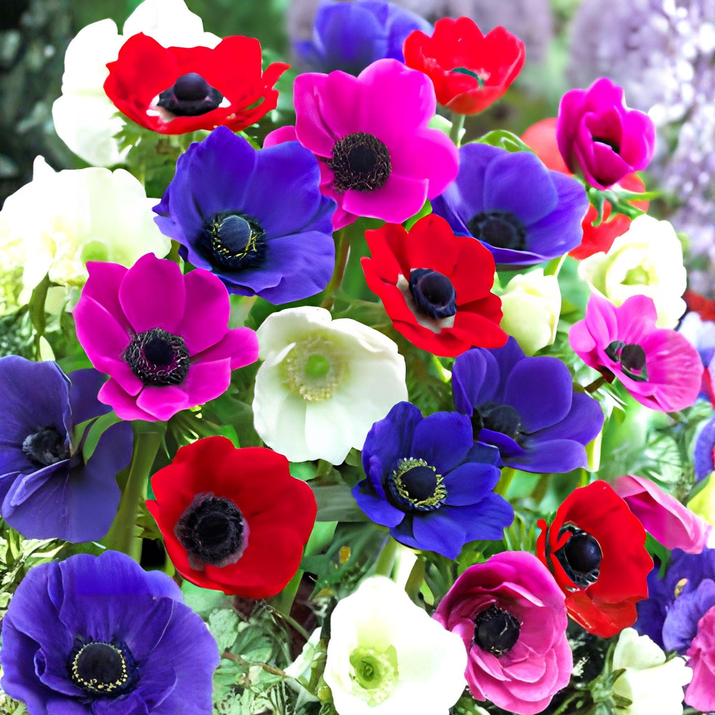 Anemone De Caen Mix Bulbs | 5 Bulbs | Colorful Dutch Windflowers | Anemone coronaria | Hardy Perennial Spring Blooms