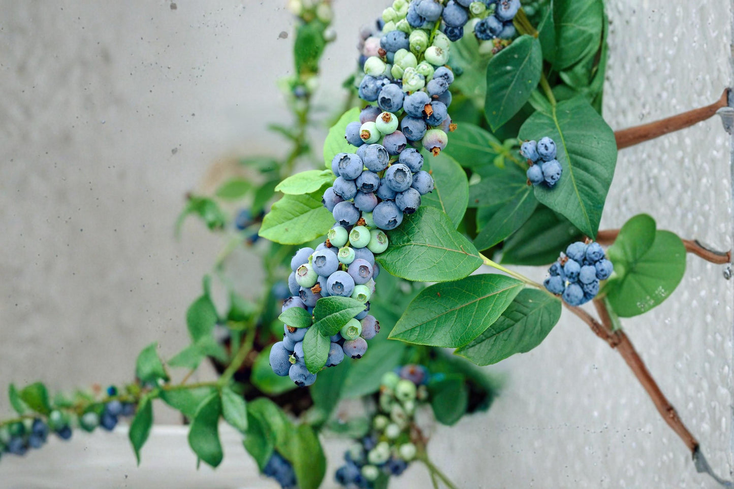 Blueray Blueberry Plants (2 Pack) - Edible Blue Berries, Vaccinium corymbosum, Perennial Fruit Shrub for Home Garden