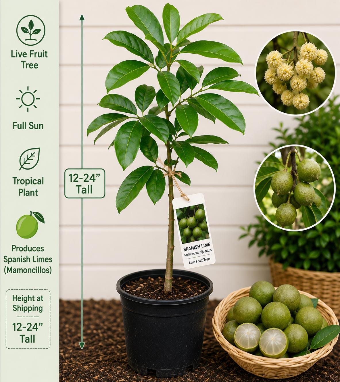 Spanish Lime Fruit Tree 12-24 Inches – Melicoccus bijugatus – Fast Growing Tropical Tree