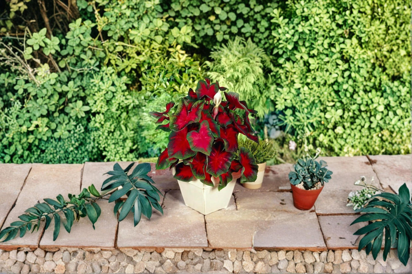 Caladium Bulbs 6 Pack - Caladium Buck - Colorful Foliage Plant - Caladium bicolor - Shade Garden & Container Plant