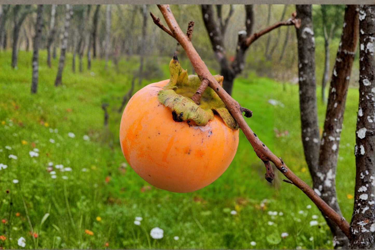 Japanese Persimmon Seeds 10 Pack - Diospyros kaki - Edible Fruit Tree for Home Orchard and Gardens