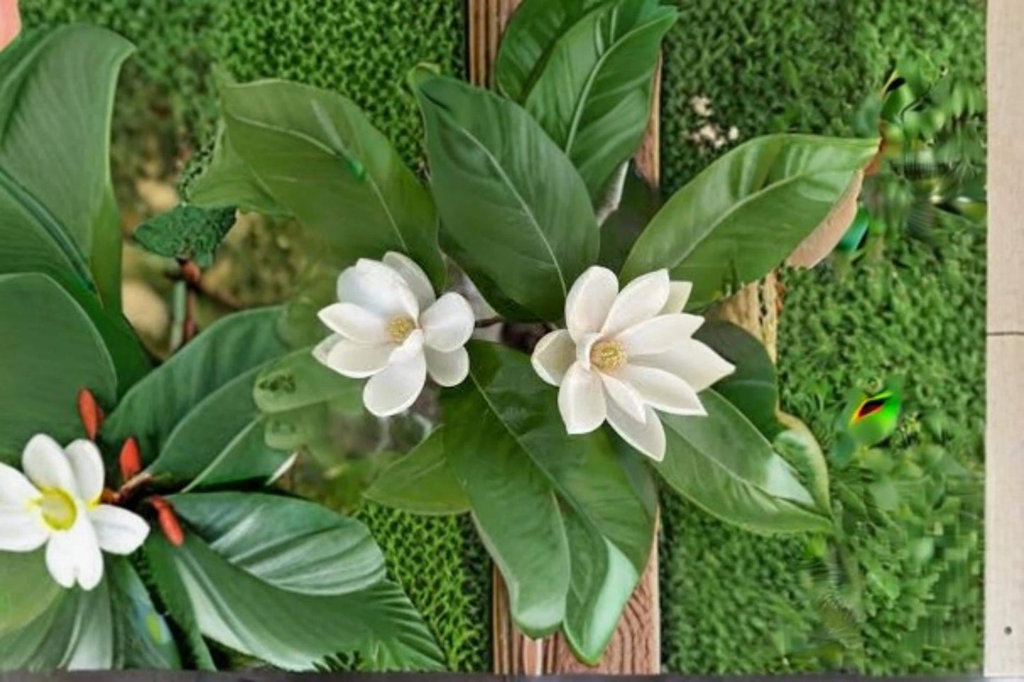 Sweetbay Magnolia Seeds - 30 Pack, Fragrant Creamy White Flowers, Ornamental Tree, Magnolia virginiana