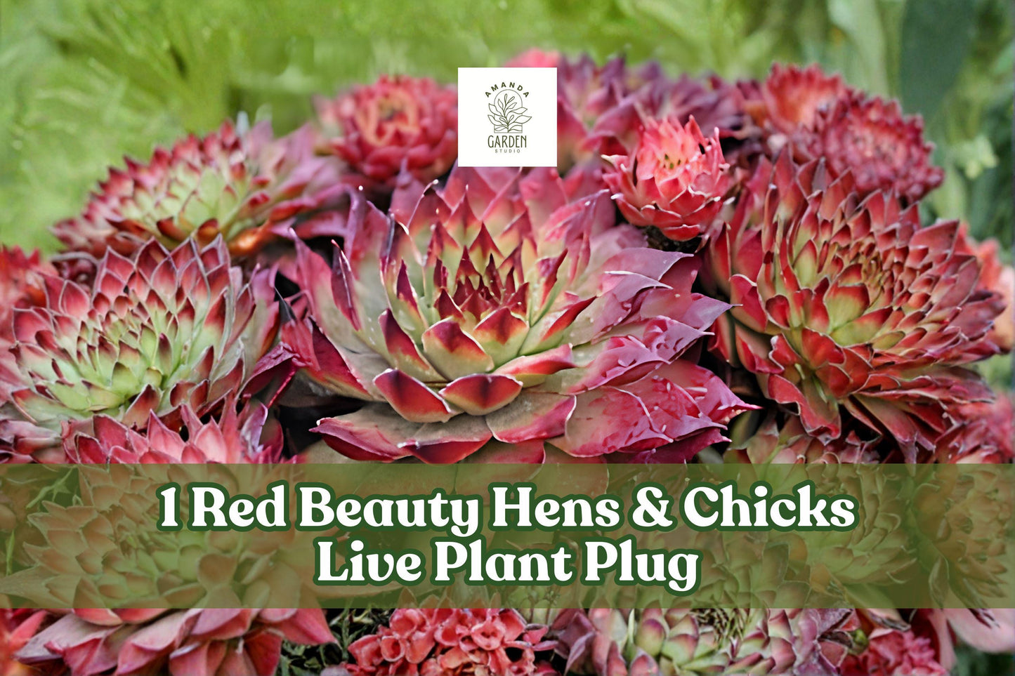 Red Beauty Hens & Chicks Live Plant Plug, Sempervivum 'Red Beauty', Hardy Succulent for Rock Gardens & Containers