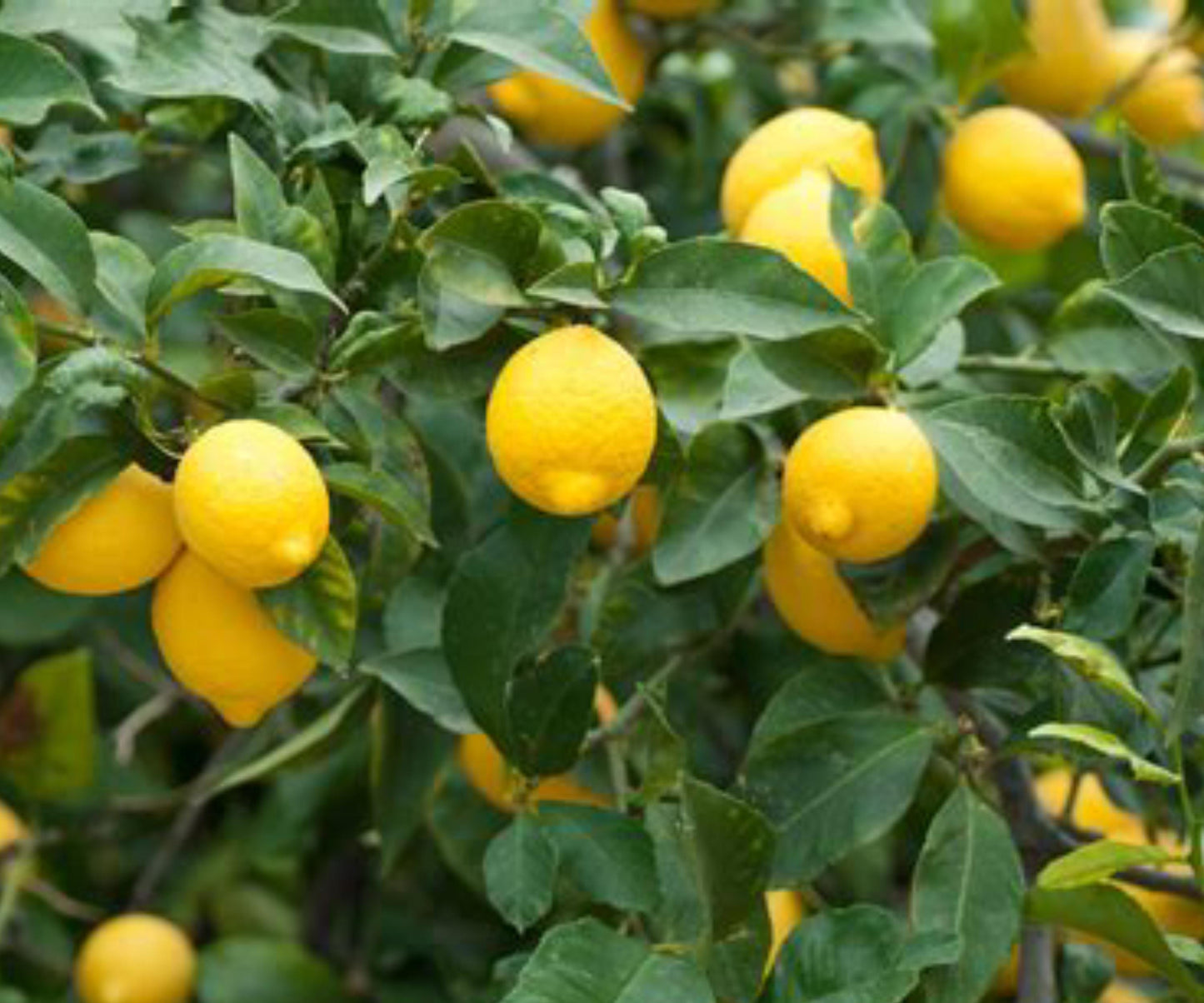 Dwarf Lemon Tree Sapling - Live Citrus Plant for Indoor/Outdoor - Fruiting Citrus × limon - Bare Root, Fragrant Evergreen Foliage