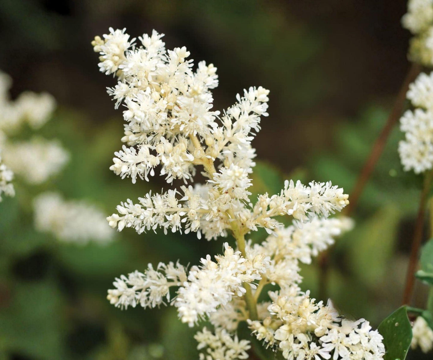 Astilbe Bridal Veil Plant - Ivory White Shade Perennial - Astilbe hybrid 'Bridal Veil' - Woodland Garden - Zones 4-8 - Bare Root