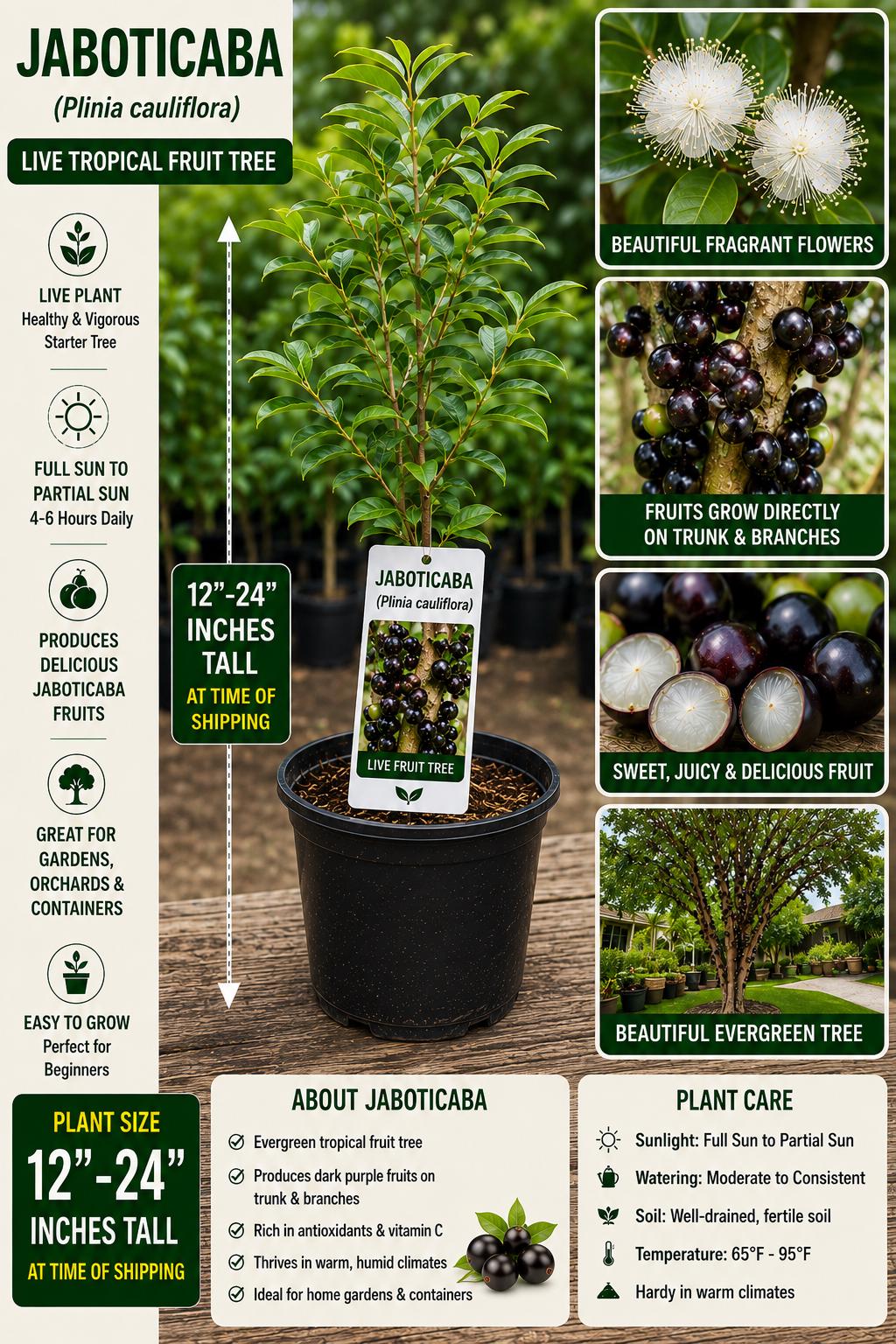 Jaboticaba Live Fruit Tree 12-24 Inches - Plinia cauliflora - Brazilian Grapes, Fruit-Bearing Indoor/Outdoor Plant