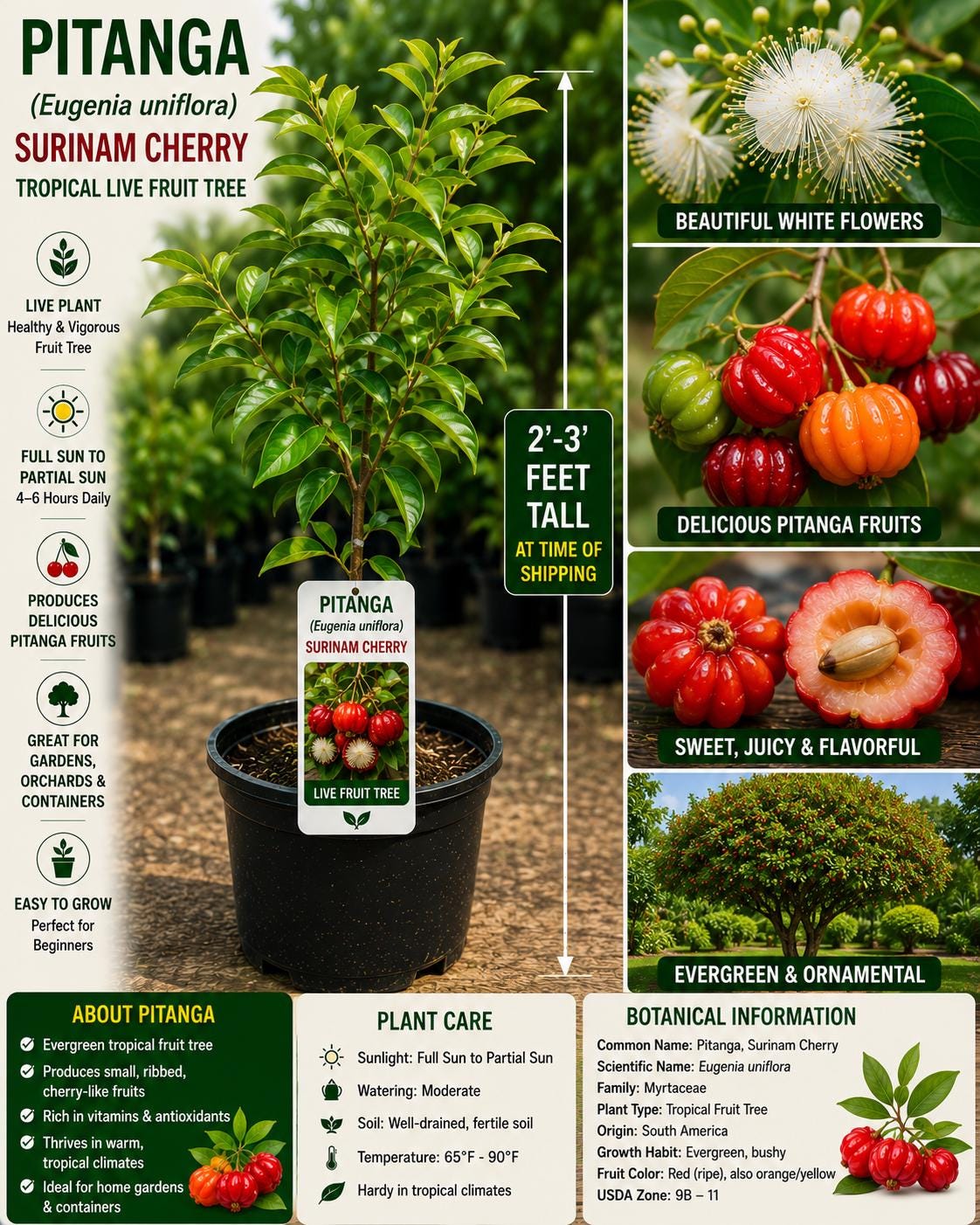 Pitanga Live Fruit Tree 2-3 Feet Tall - Eugenia uniflora - Fast Growing Tropical Fruit Plant