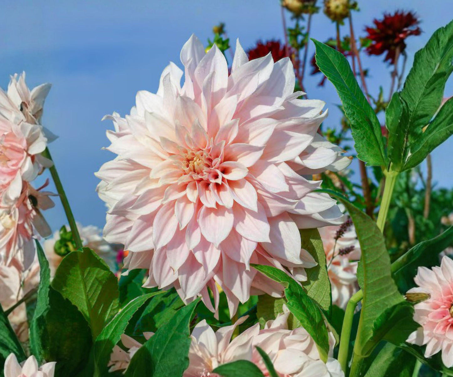 Dahlia Tubers 3-Pack, Cafe au Lait Royal, Cream Pink Blooms, Dahlia hybrid, Summer Fall Garden Plants
