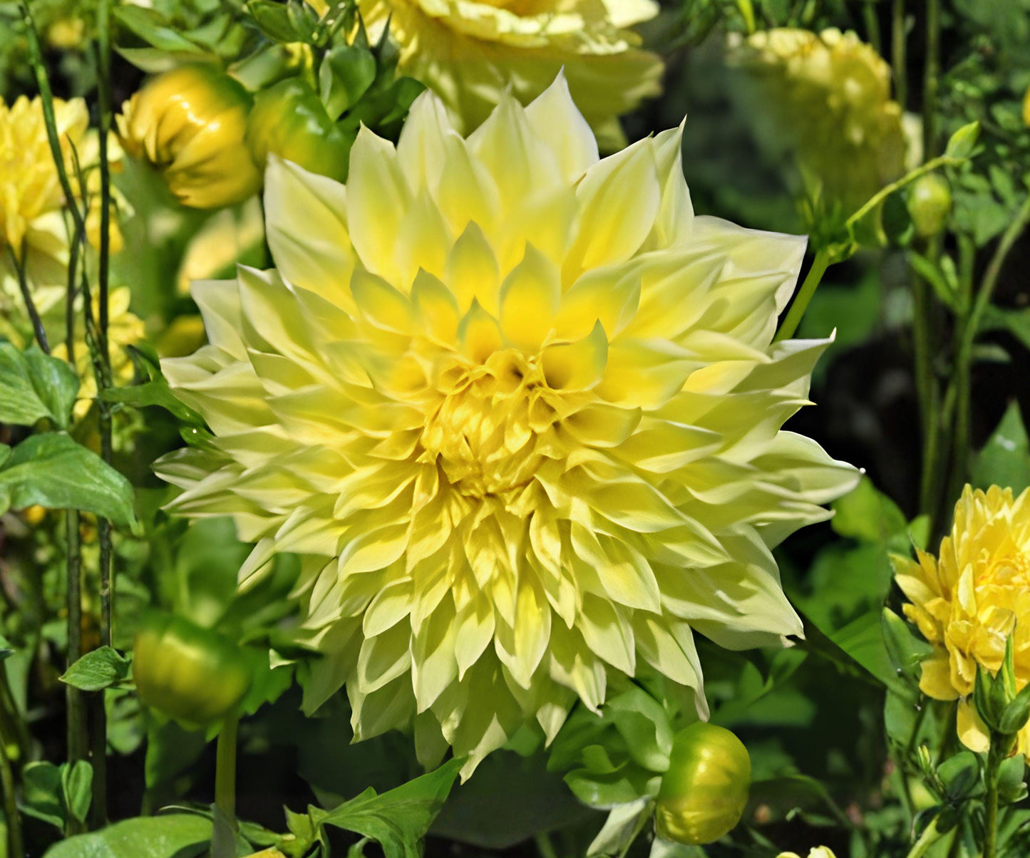 Dahlia Tubers - Giant Yellow Kelvin Floodlight - Fully Double Blooms - Dahlia hybrid - Summer to Fall Blooming Perennial