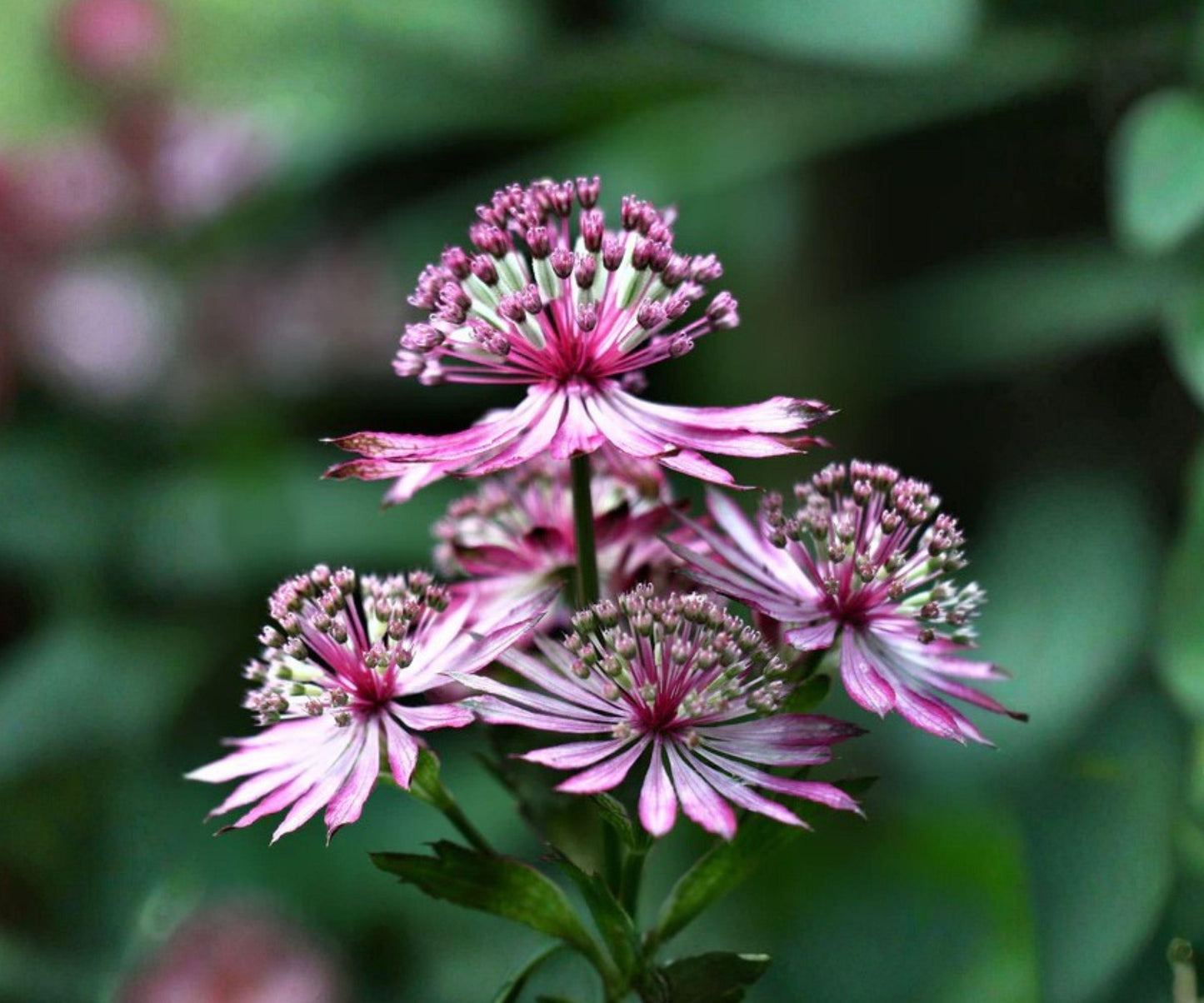 Astrantia Abbey Road Bare Root Plant – Burgundy Red Perennial, Great Masterwort (Astrantia major ‘Abbey Road’) for Shade Gardens