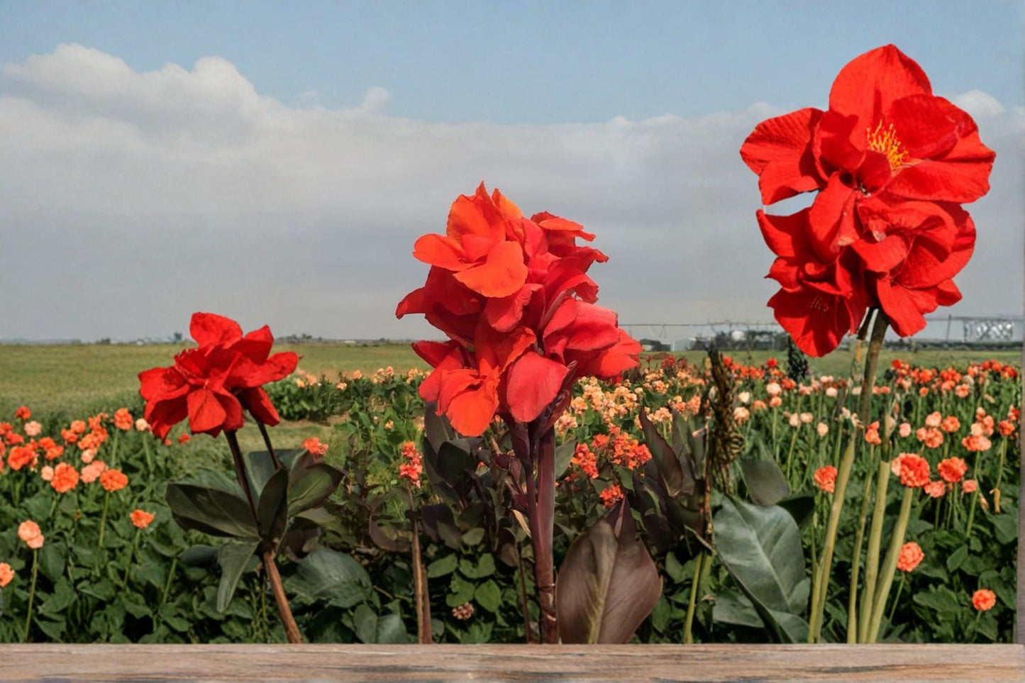Tropical Goth Canna Lily Bulbs - 3 Bulbs, Canna × generalis, Ornamental Flowering Perennial, Bold Foliage & Summer Blooms
