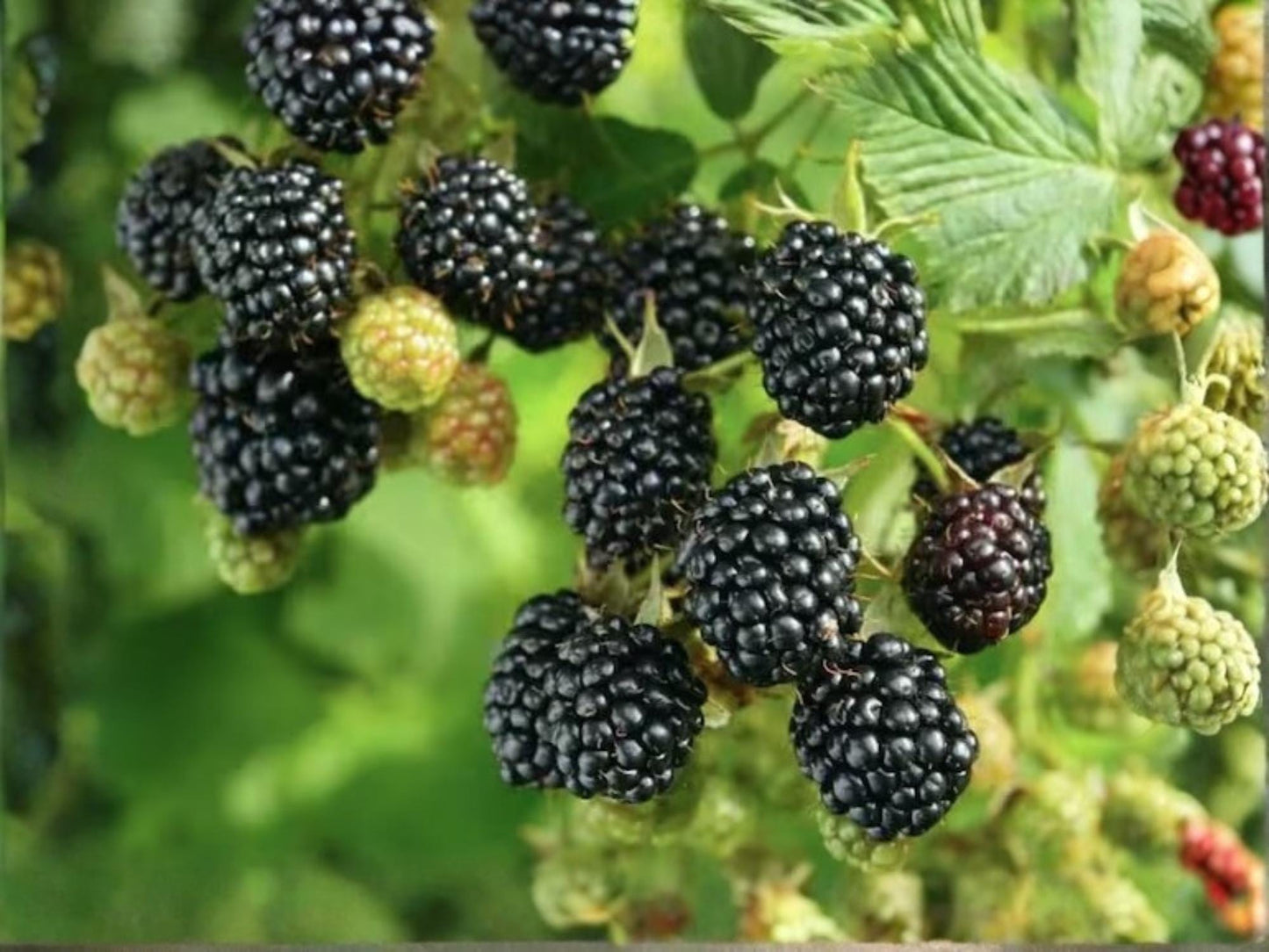 Ponca Blackberry Plant 1 Thornless Live Rooted Shrub - Rubus spp. - Sweet Berries, Early Season, Self-Pollinating, USDA Zones 5-9