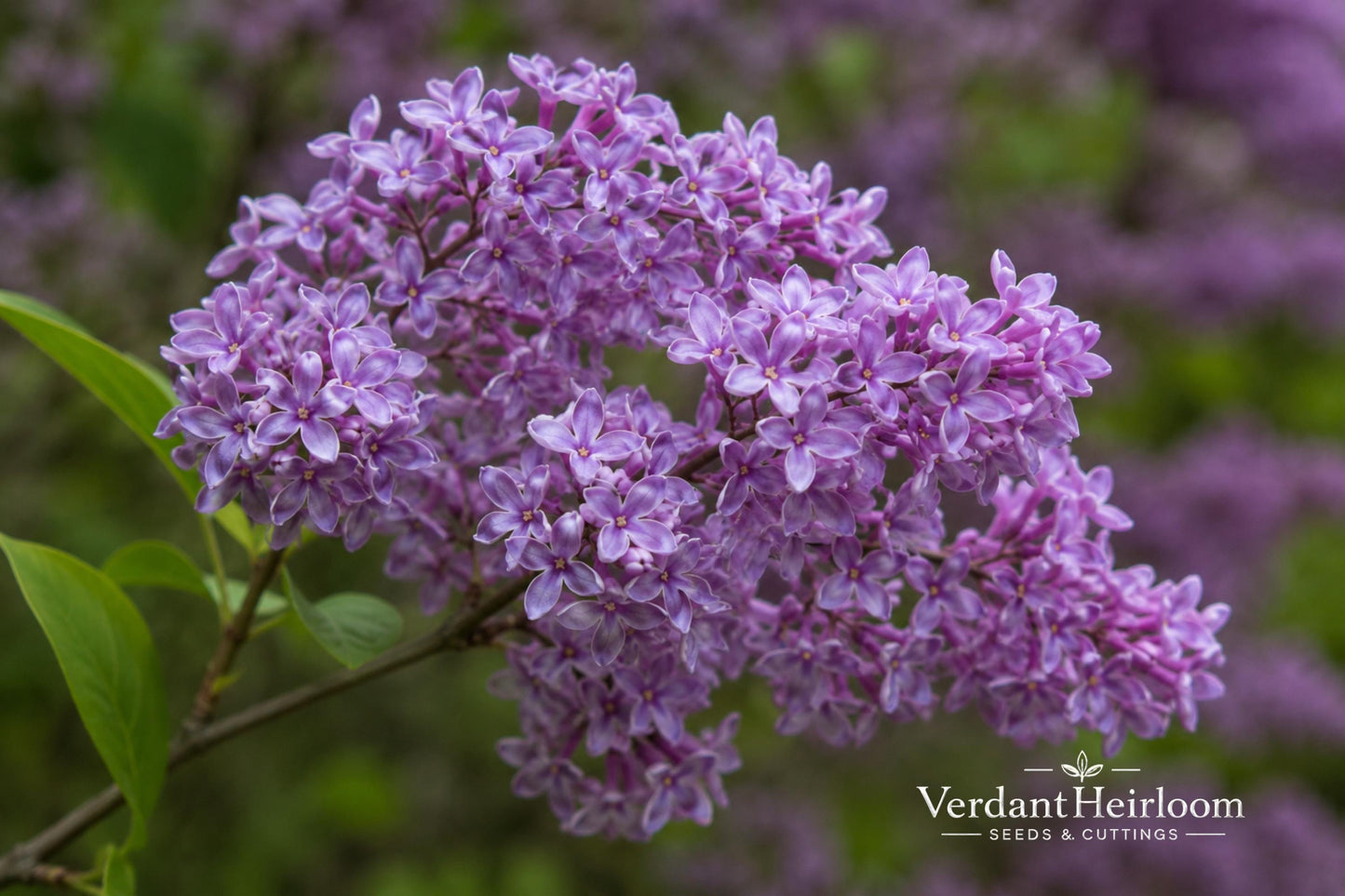 Donald Wyman Lilac Bare Root Plant - Pink-Purple Flowers - Syringa x prestoniae 'Donald Wyman' - Fragrant Deciduous Shrub