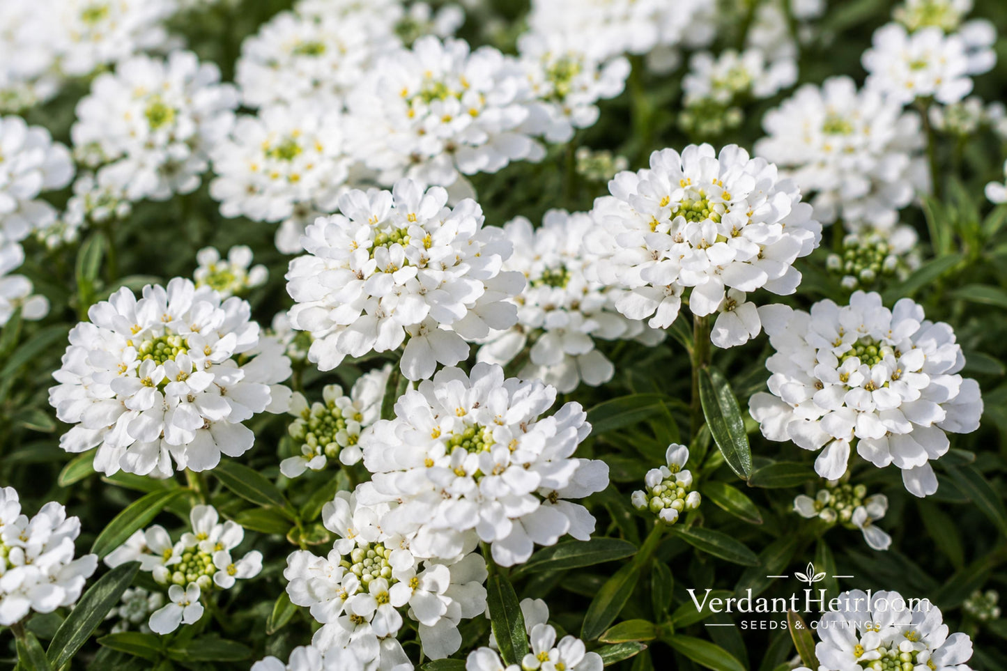 Snowsation Candytuft Bare Root Plant - White Flowers, Iberis sempervirens 'Snowsation' - Perennial Groundcover for Borders