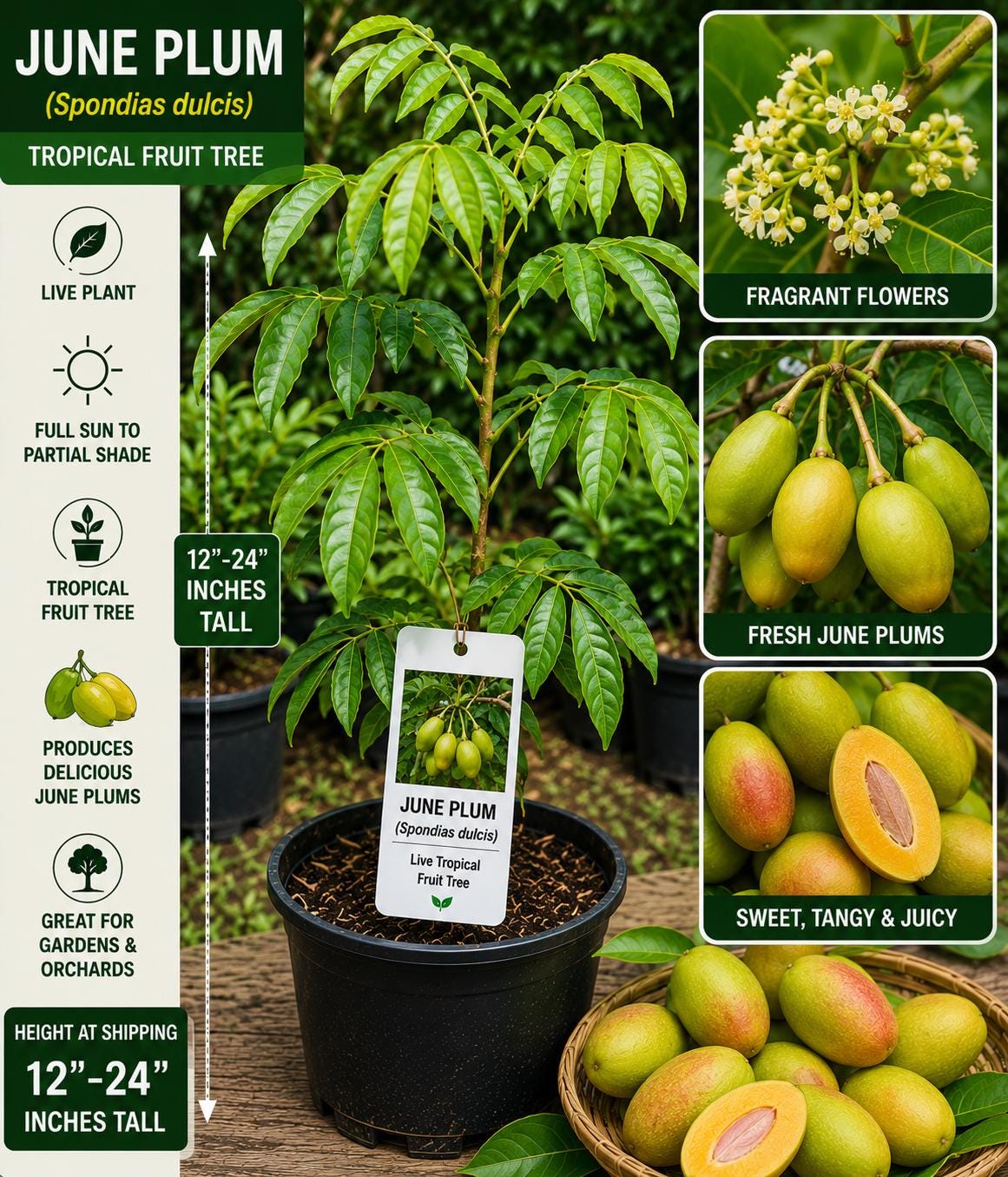 June Plum Live Fruit Tree 12-24 Inches Tall - Spondias dulcis - Tropical Fruit Plant - Fast Growing Edible Tree