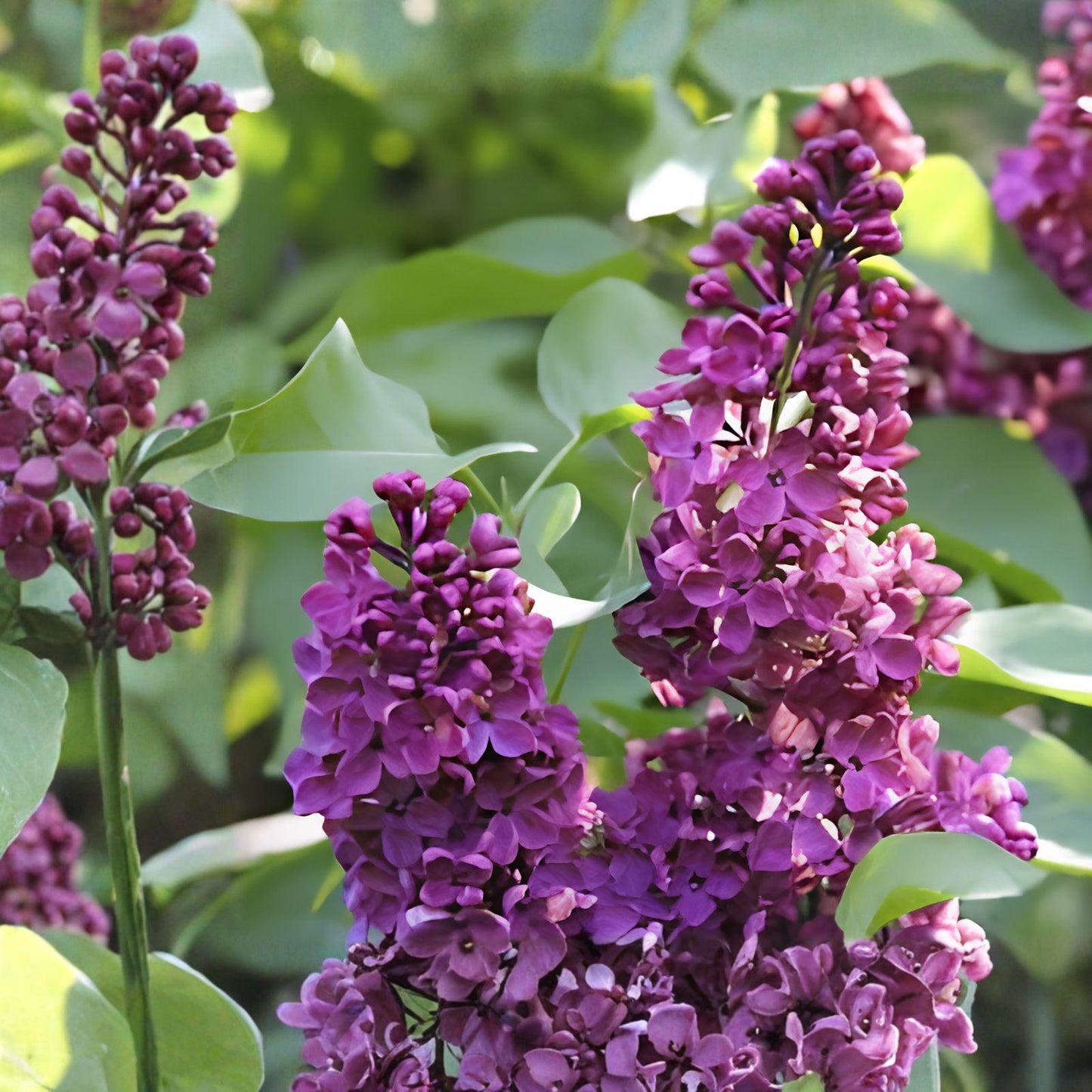 Royalty Lilac Plant - 10" Live Shrub with Fragrant Lavender-Purple Blooms - Syringa vulgaris 'Royalty' for Gardens and Borders