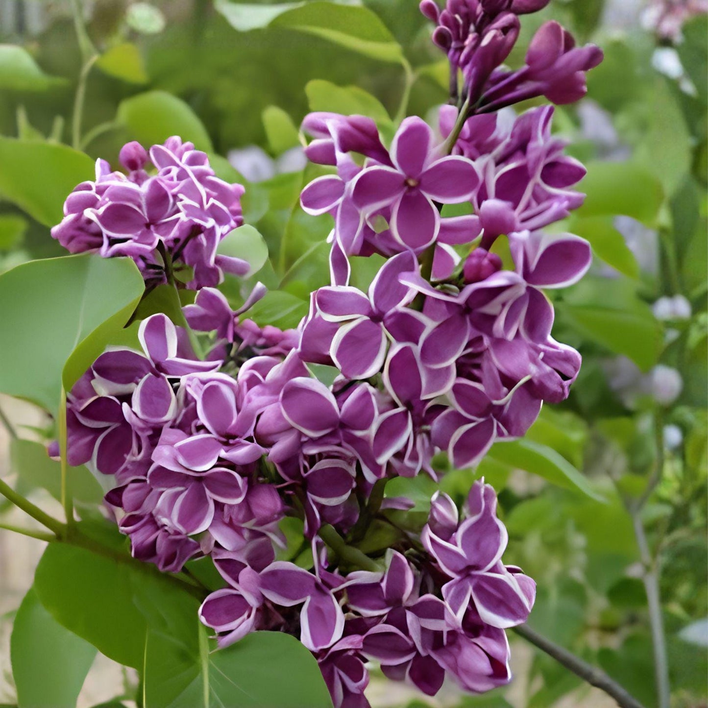 Sensation Lilac Plant 8-12” Live Rooted Purple-Red Blooms Syringa vulgaris 'Sensation' for Hedges & Pollinator Gardens