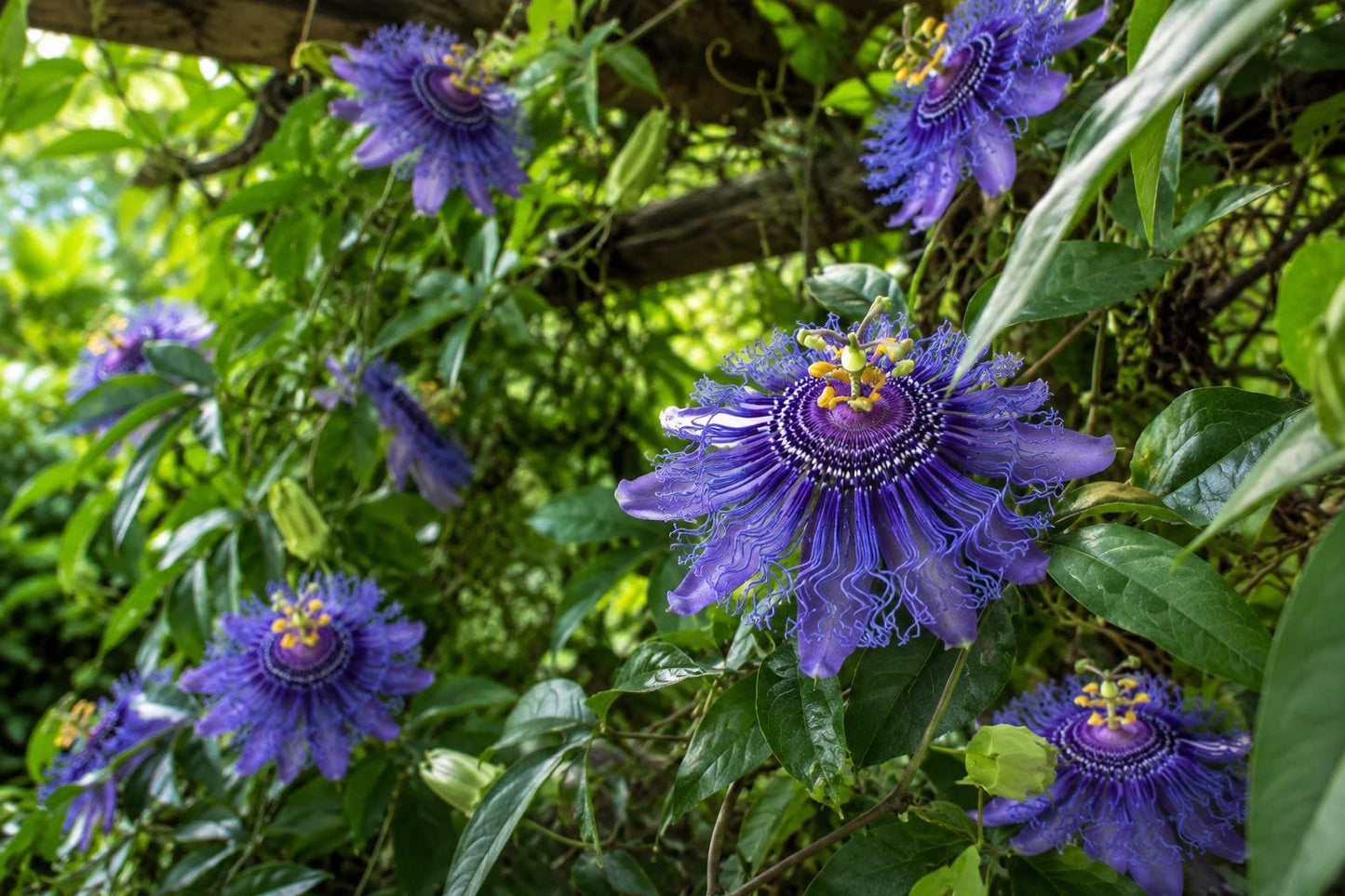 Maypop Starter Plant - Passiflora Incarnata - Edible Fruit, Butterfly Attraction, Hardy Vine
