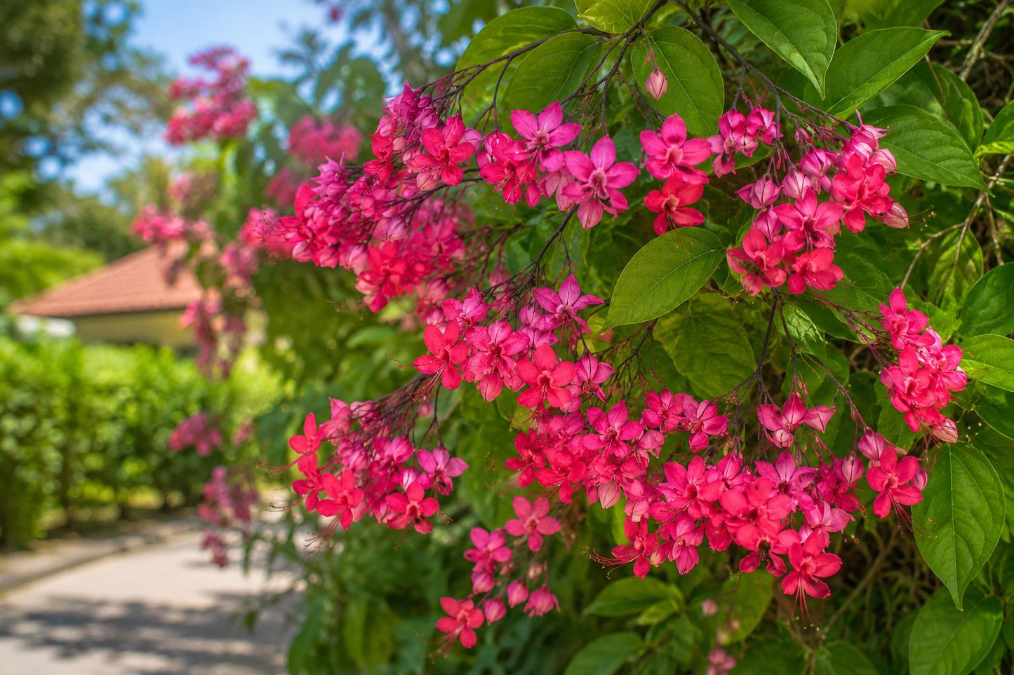 Bleeding Heart Starter Plant - Java Red - Clerodendrum Delectum - Vibrant Red & Purple Foliage - Hardy & Fast-Growing