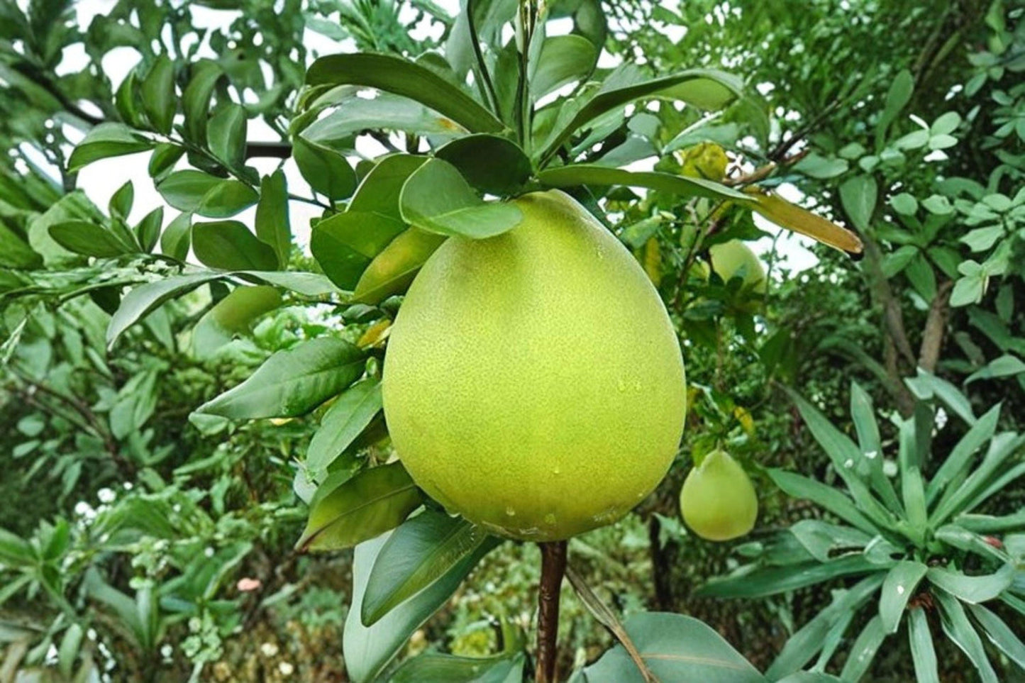 Nam Roi Pomelo Seeds - 10 Count Citrus maxima - Perennial Fruit Tree for Home Growing and Citrus Collections