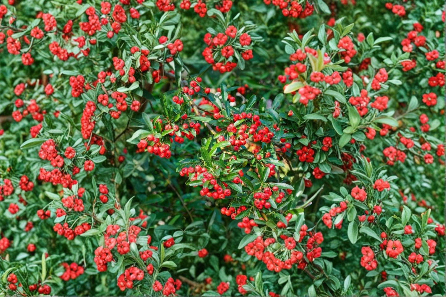 Scarlet Firethorn Cuttings 5 Pack - Pyracantha coccinea - Evergreen Shrub for Propagation with White Flowers & Red Berries