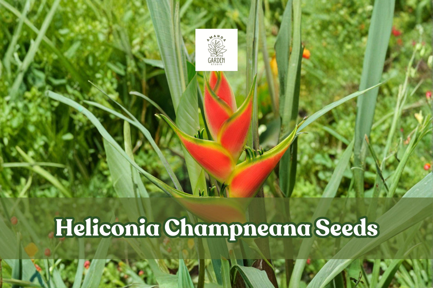 Heliconia Champneana Seeds - 10 Tropical Ornamental Seeds for Planting | Exotic Banana-Like Foliage | Heliconia champneana