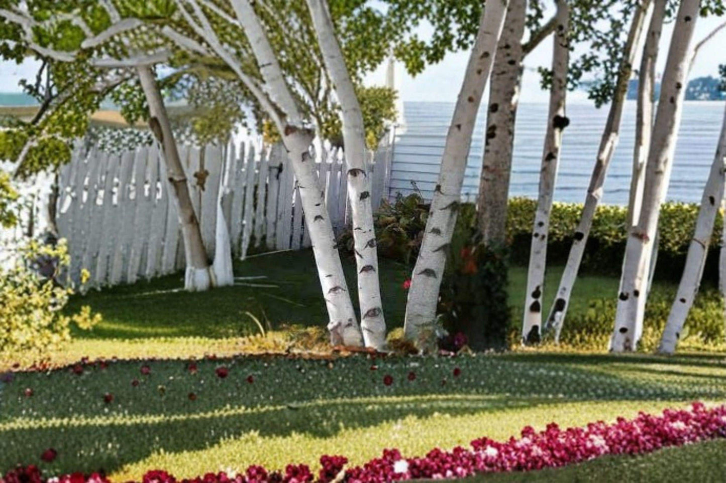 White Paper Birch Seedling - Betula papyrifera - Deciduous Tree with White Bark for Outdoor Planting