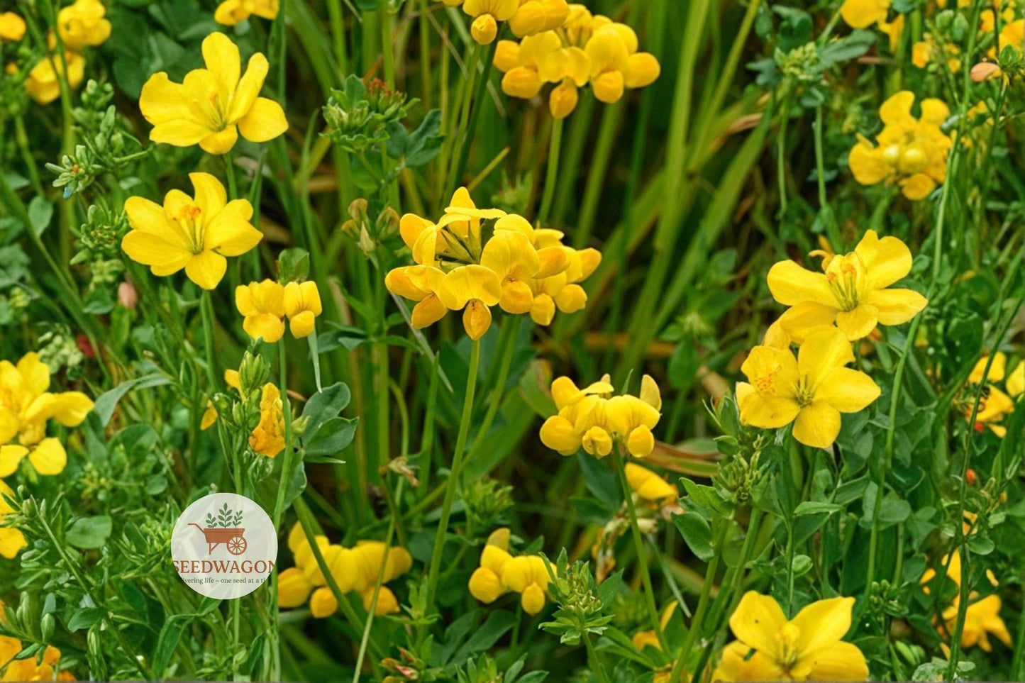Birds Foot Trefoil Seeds 100 - Yellow Ground Cover Pollinator Plant - Lotus corniculatus - Low Maintenance Perennial