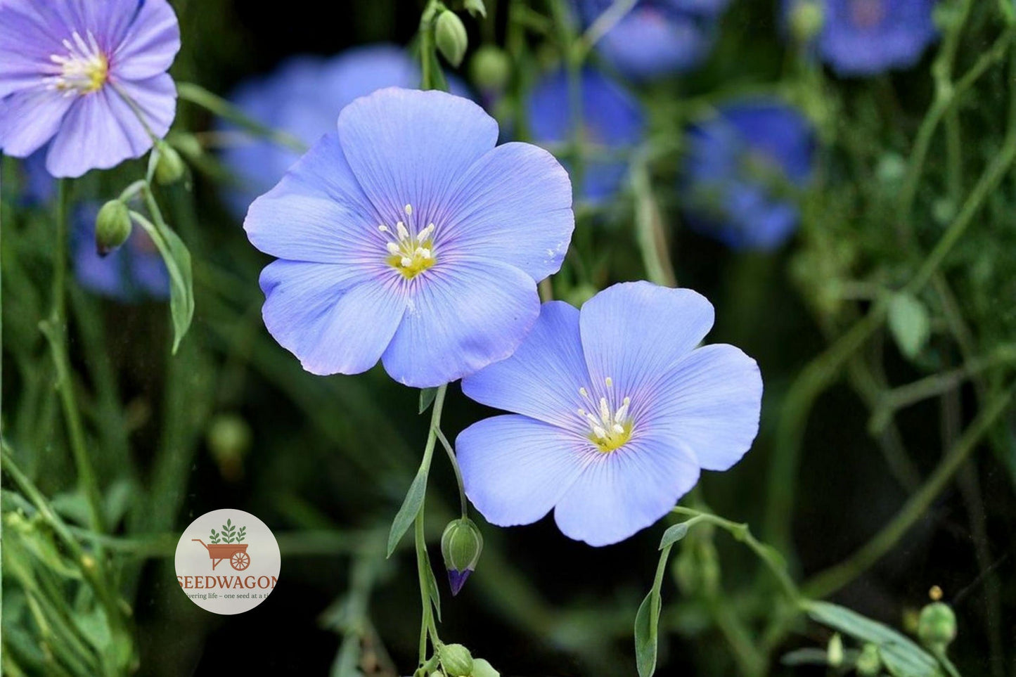 Perennial Blue Flax Seeds 100 - Linum perenne Blue Wildflower for Pollinator Gardens, Sky Blue Flowers, Easy to Grow