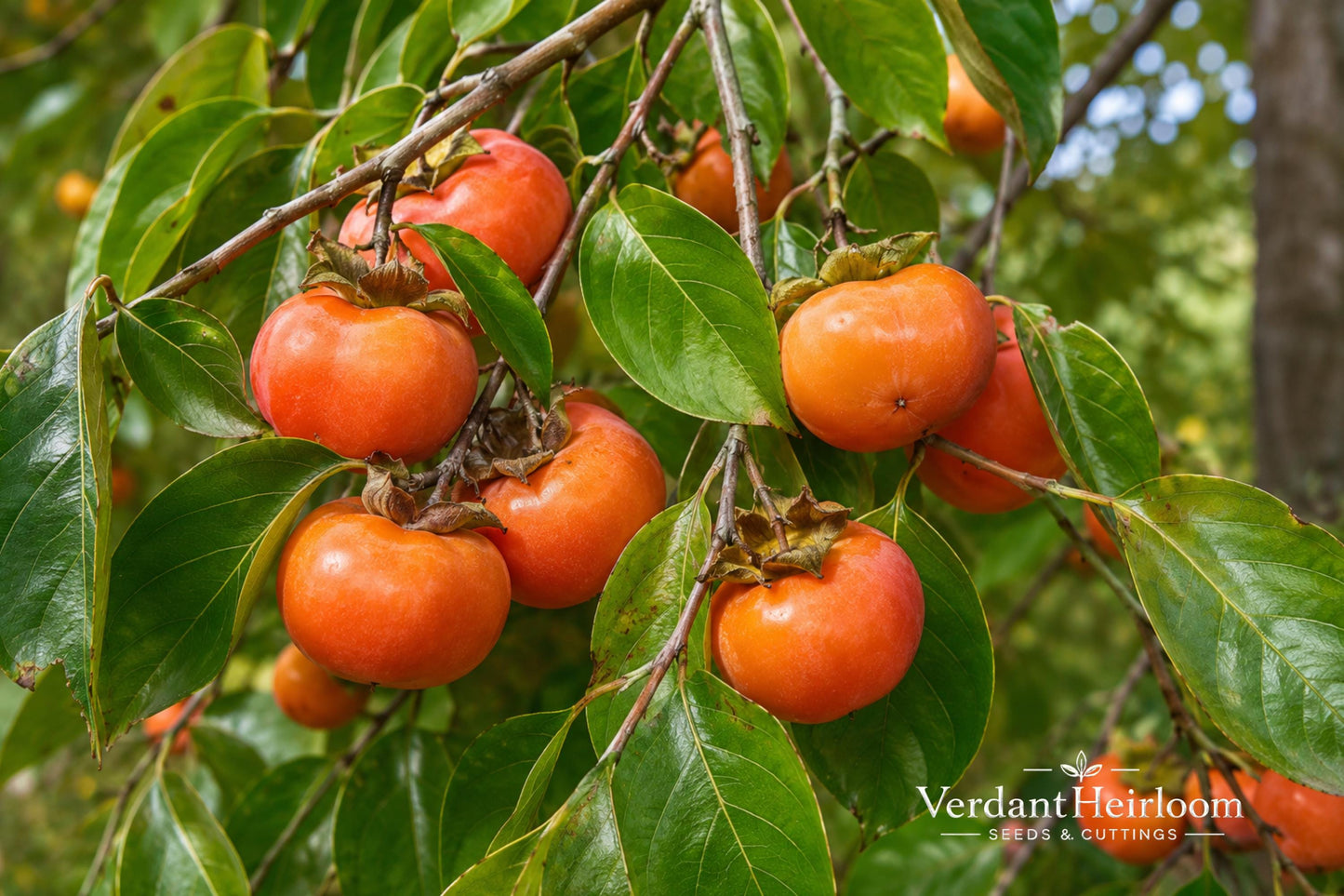 American Persimmon Bare Root Plant 18+ Inches Diospyros virginiana - Edible Fruit Tree for Orchards and Gardens
