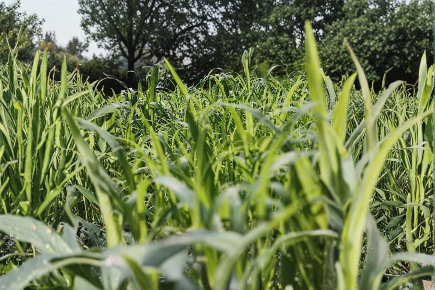 Egyptian Wheat Seeds - 10 Seeds Sorghum bicolor - Warm-Season Annual Grass for Garden Planting and Grain Production