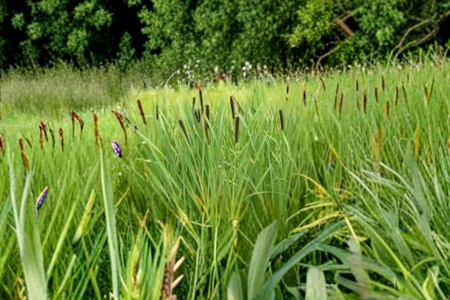 Cattail Seeds 600 Pack - Common Cattail (Typha latifolia) - Aquatic Perennial for Ponds & Wetlands - Water Garden Plant