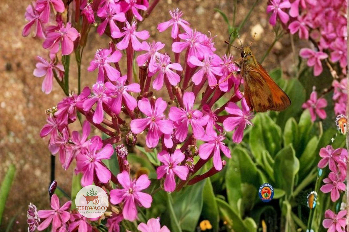 None So Pretty Catchfly Seeds - 100 Bright Pink Flowering Annual Seeds - Silene Armeria - Pollinator-Friendly Wildflower