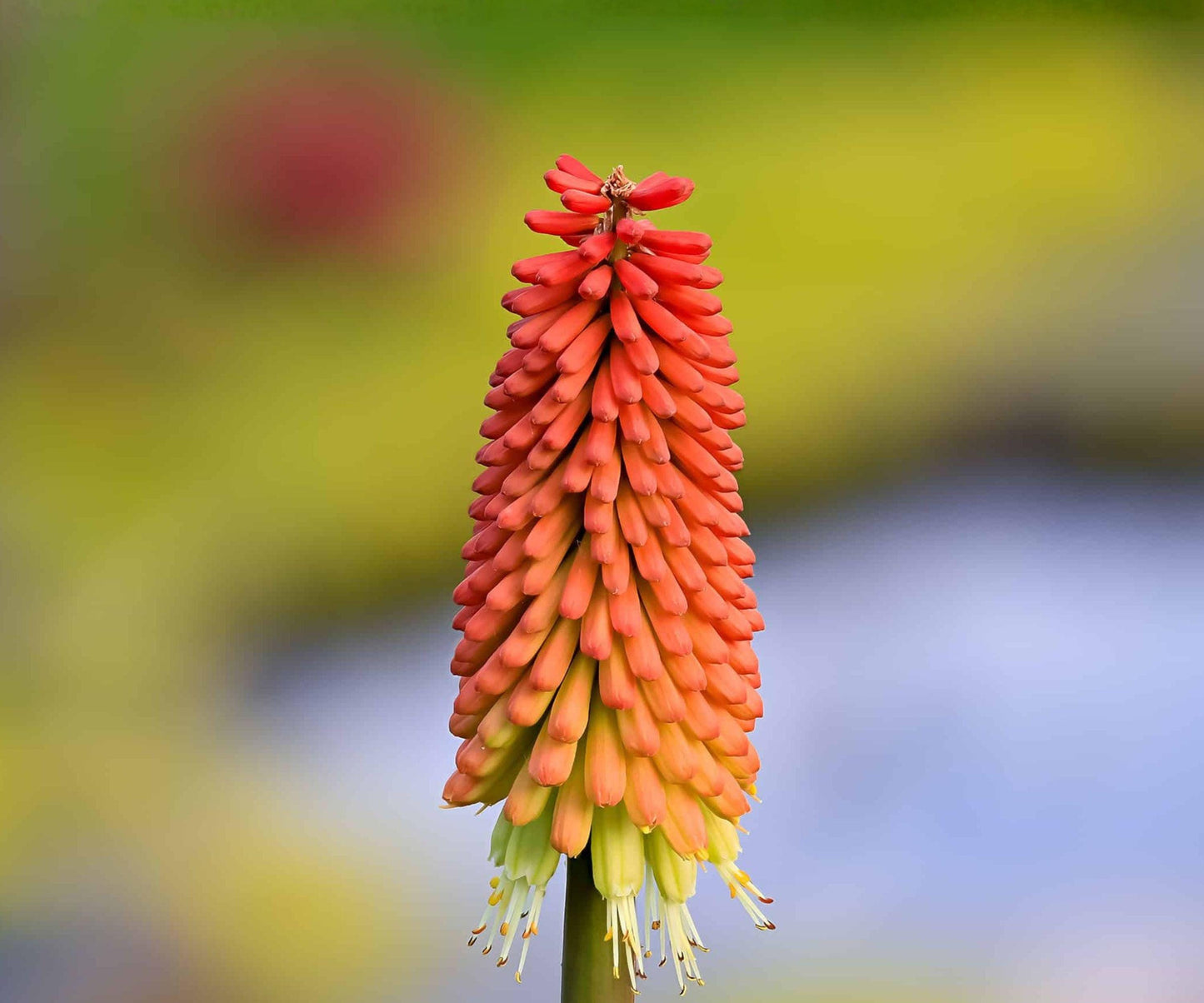 Kniphofia Nancy's Red Root Division - Coral Red Torch Lily Flowers - Kniphofia ‘Nancy’s Red’ - Summer Blooming Perennial Plant