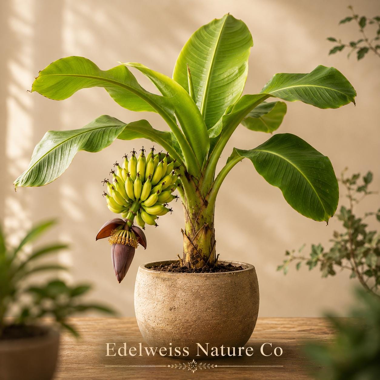 Gros Michel Banana Plants (3-Pack) | Live Tropical Edible Starter Trees | Musa spp. | Lush Green Foliage for Gardens