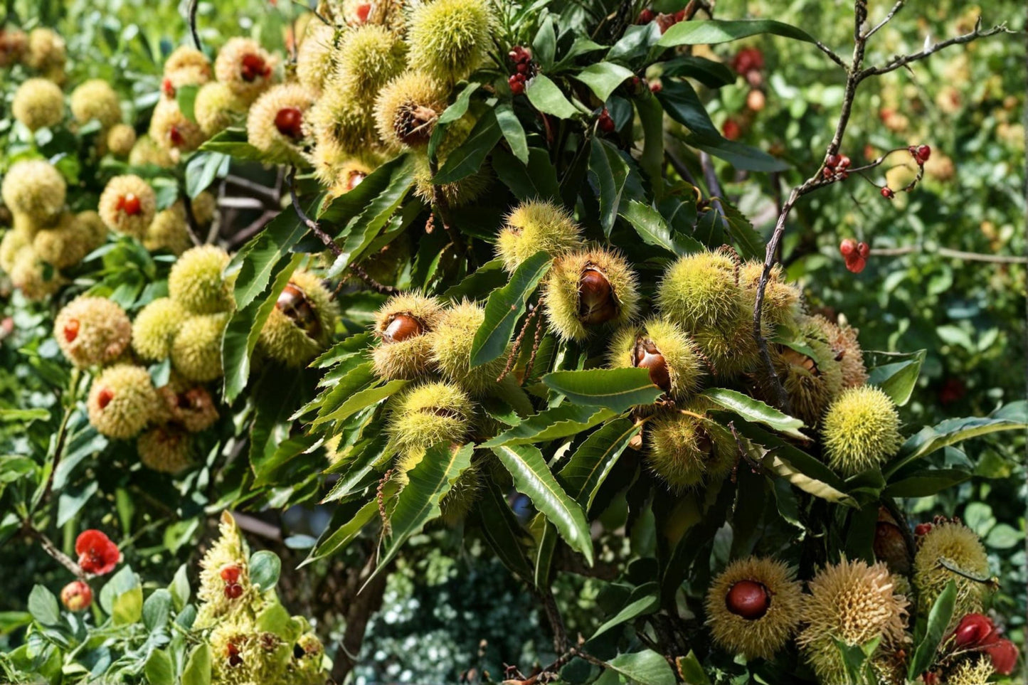 Chestnut Tree Seeds 6 Pack - Deciduous Nut Tree for Planting - Edible Chestnut (Castanea spp.) - Outdoor Garden Seeds