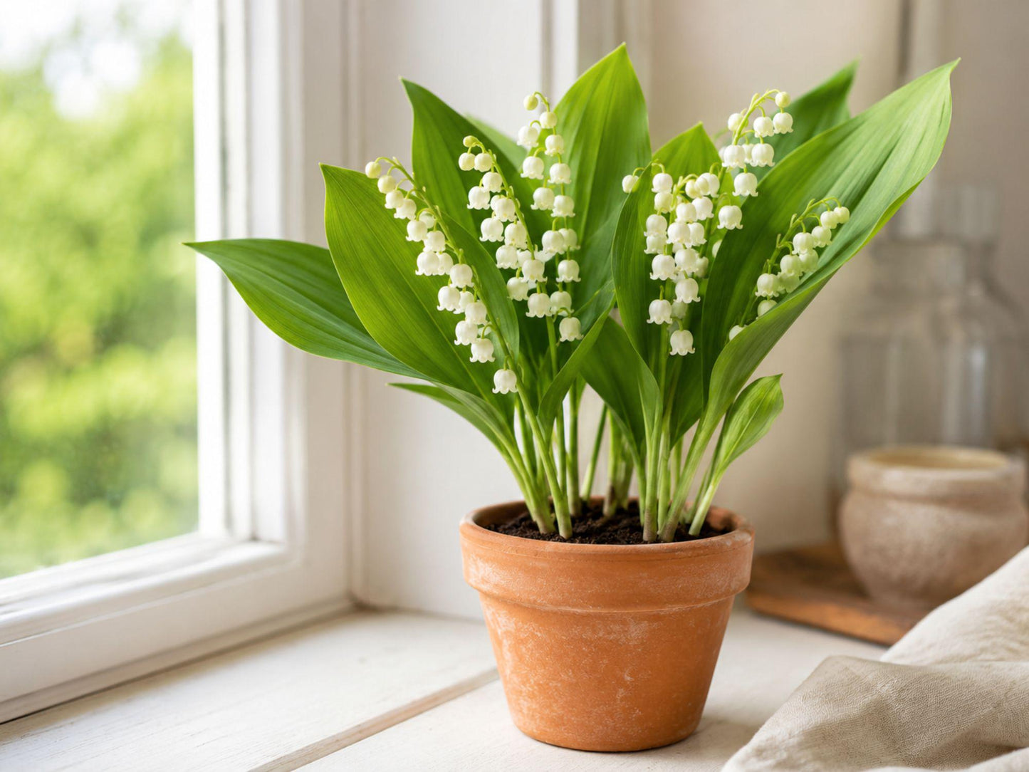 Lily of the Valley Bare Root Plant | 3 Fragrant Ground Cover Perennials | Convallaria majalis for Shade Gardens
