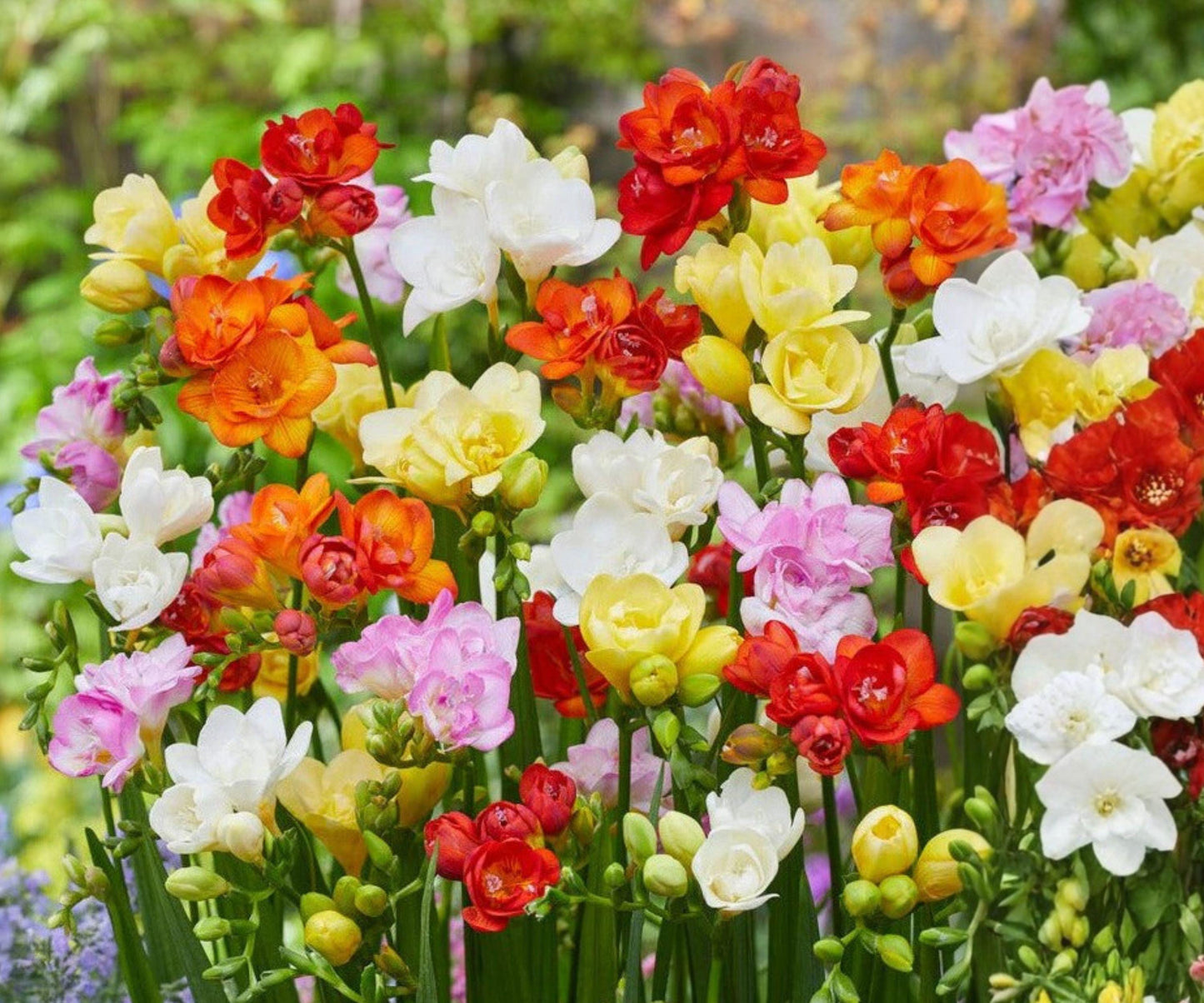 Freesia Bulbs Collection 60 Count - Fragrant Multicolor Spring Flowers, Freesia hybrids for Garden and Bouquets