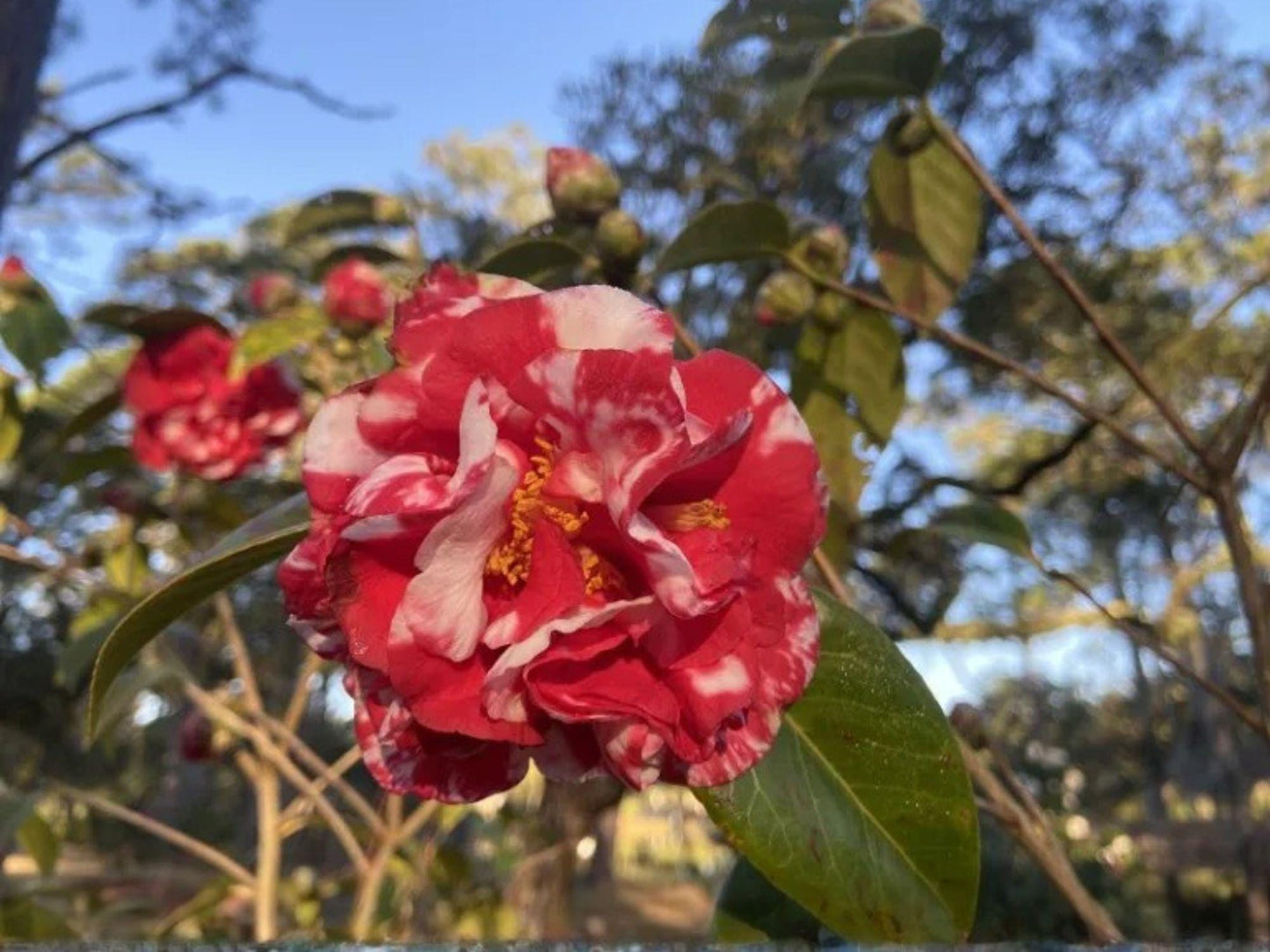 Miss Charleston Variegated Camellia Starter Plant | Camellia Japonica | Elegant Evergreen Flowering Shrub with Unique Blooms