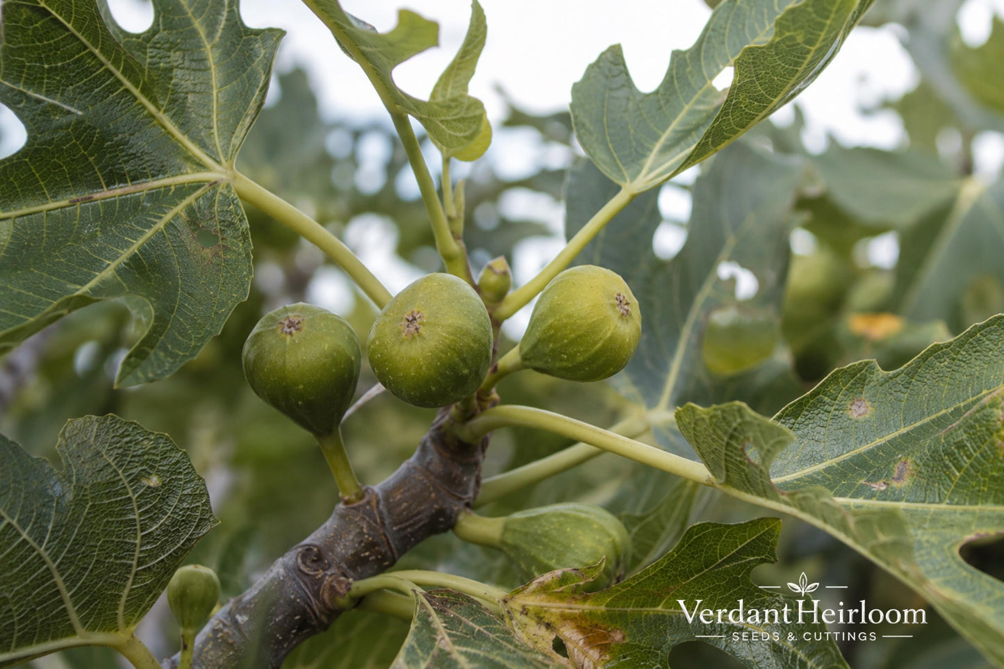 Olympian Fig Rooted Cutting - Ficus carica 'Olympian' - Cold-Hardy Fruiting Plant - Purple Fruit - Edible Garden Starter