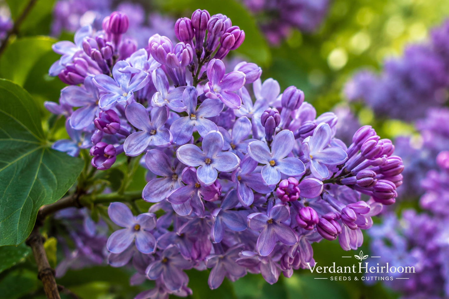 Blue French Lilac Plant - 1 Bare Root Syringa vulgaris 'Nadezhda' - Fragrant Double Blooms for Garden or Landscape