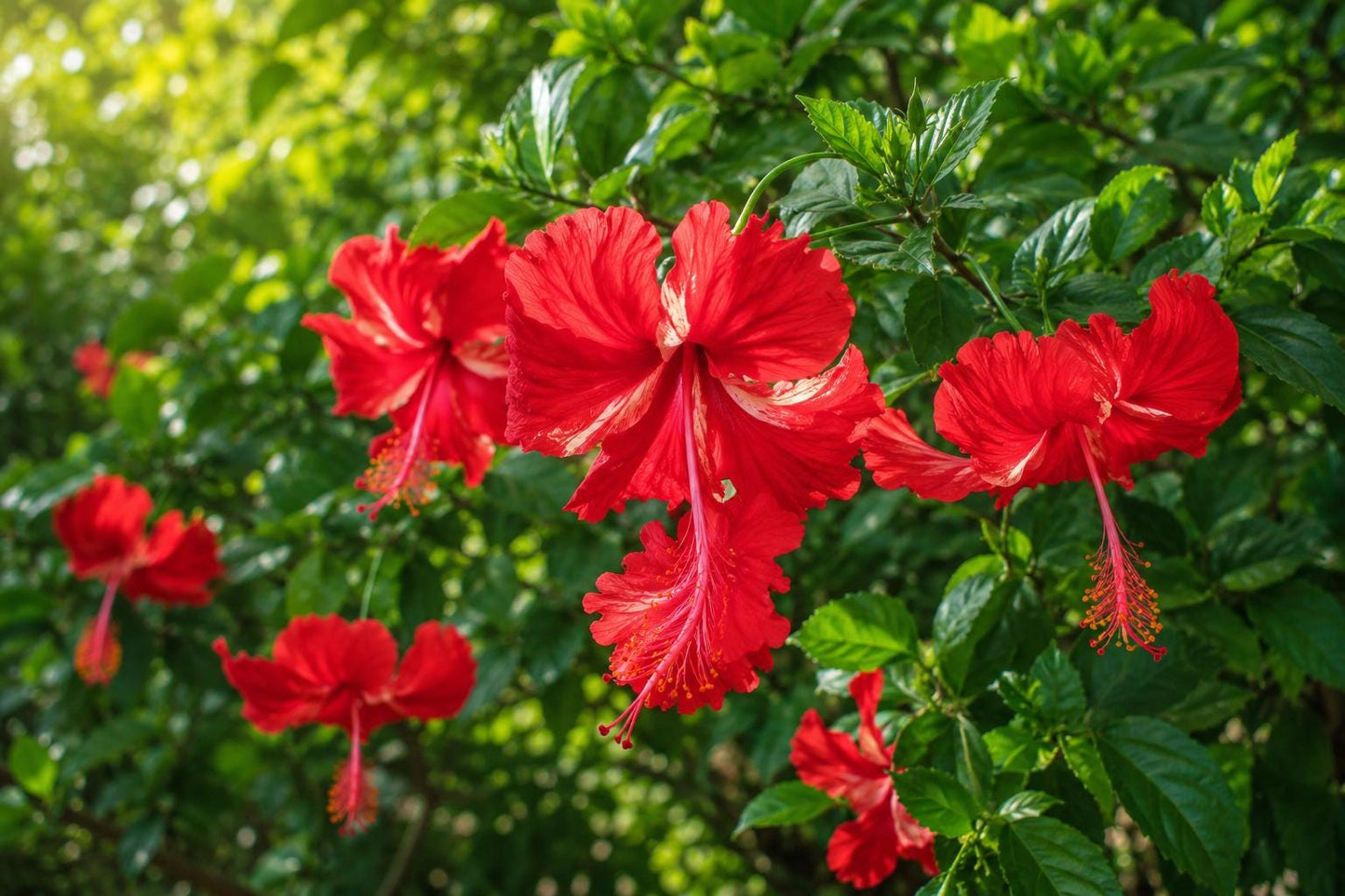 Tropical Hibiscus Plant - Rare Red Pom Pom Flowers - Hibiscus rosa-sinensis - Ideal for Containers and Gardens