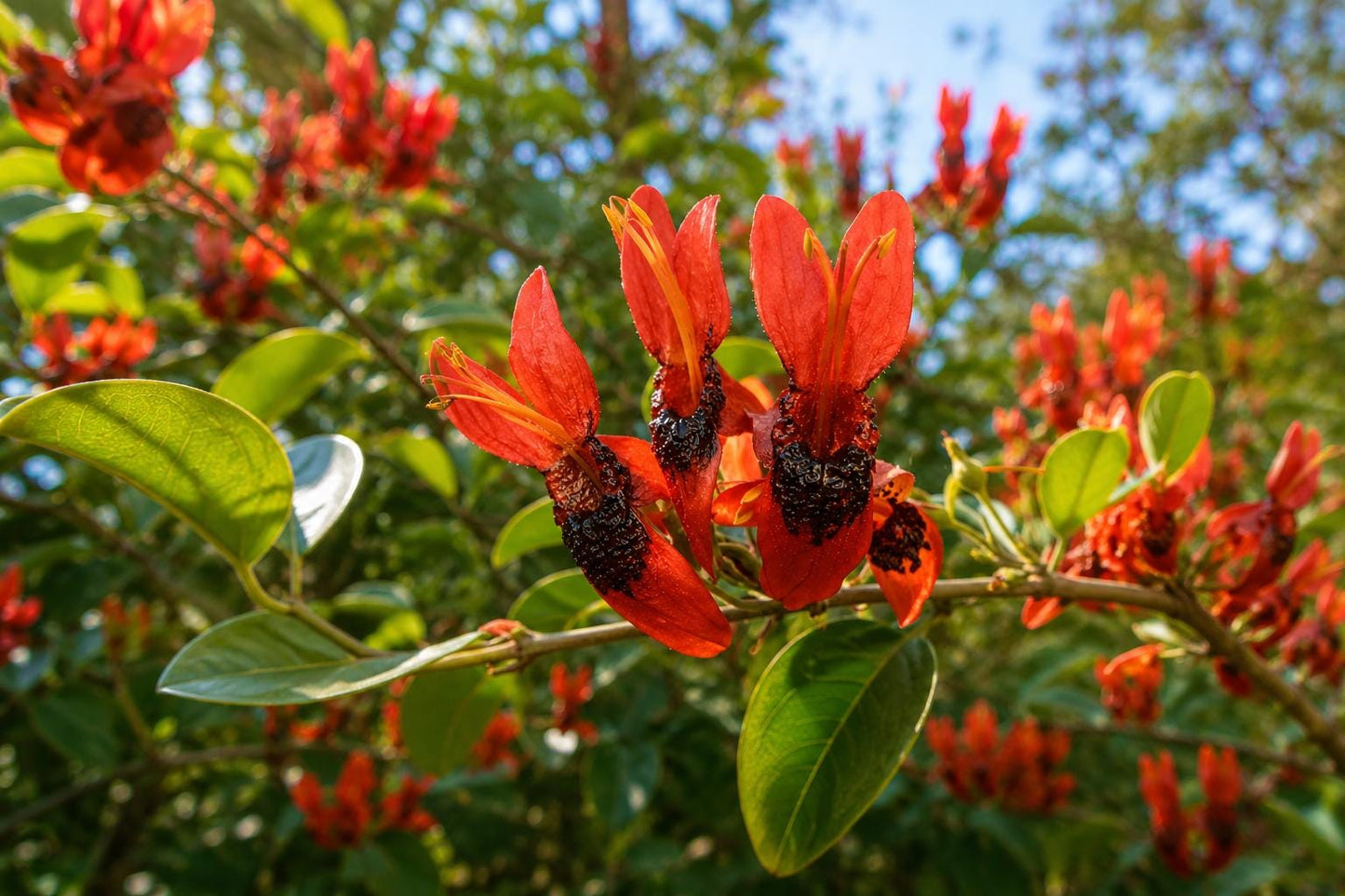 Hummingbird Bush Plant - Tropical Orange Flowering - Tecomaria capensis - Attracts Hummingbirds, Low Maintenance, Drought-Tolerant