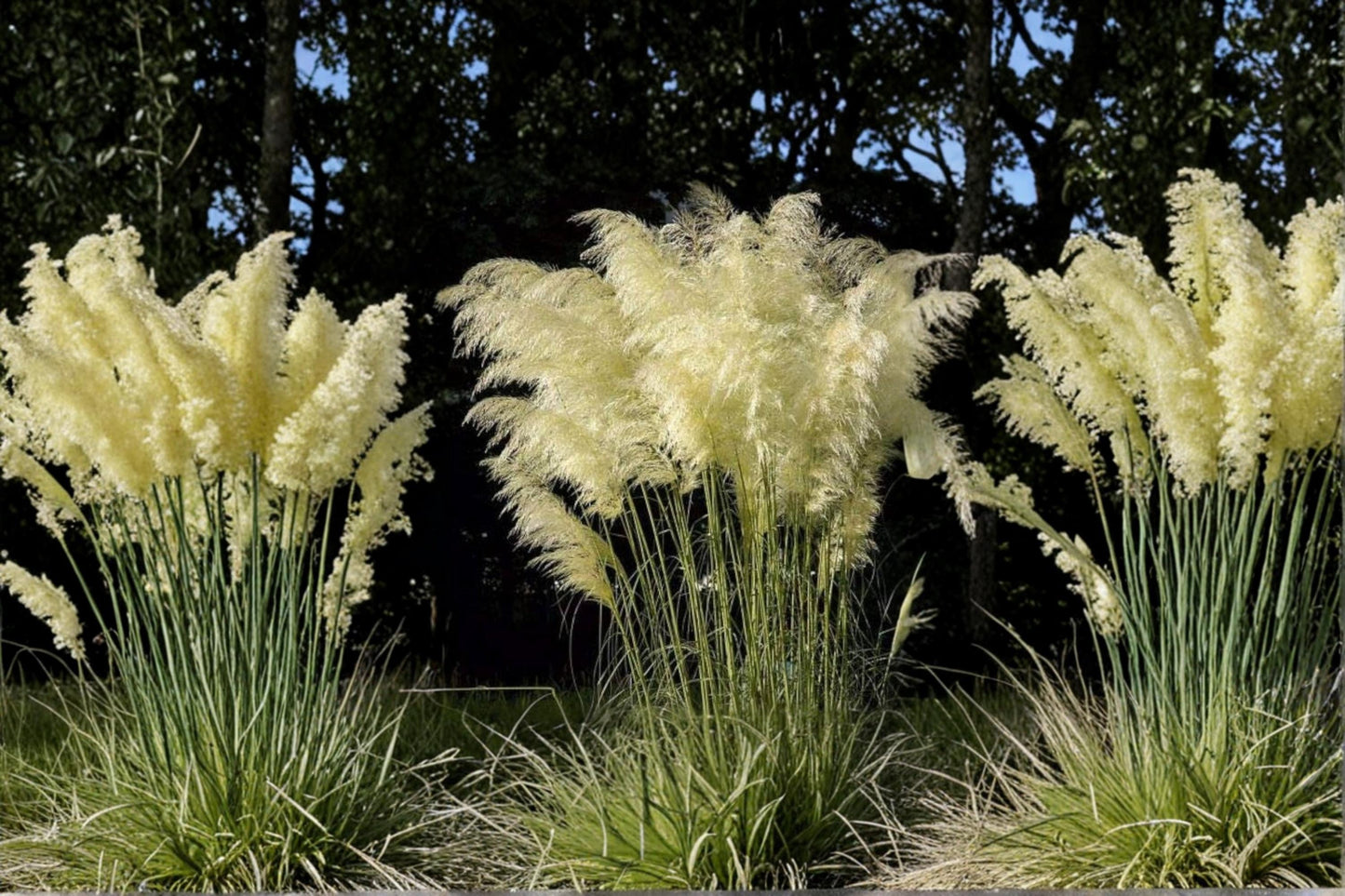 White Pampas Grass Seeds - 100 Count - Cortaderia selloana - Ornamental Grass for Landscaping, Tall White Plumes