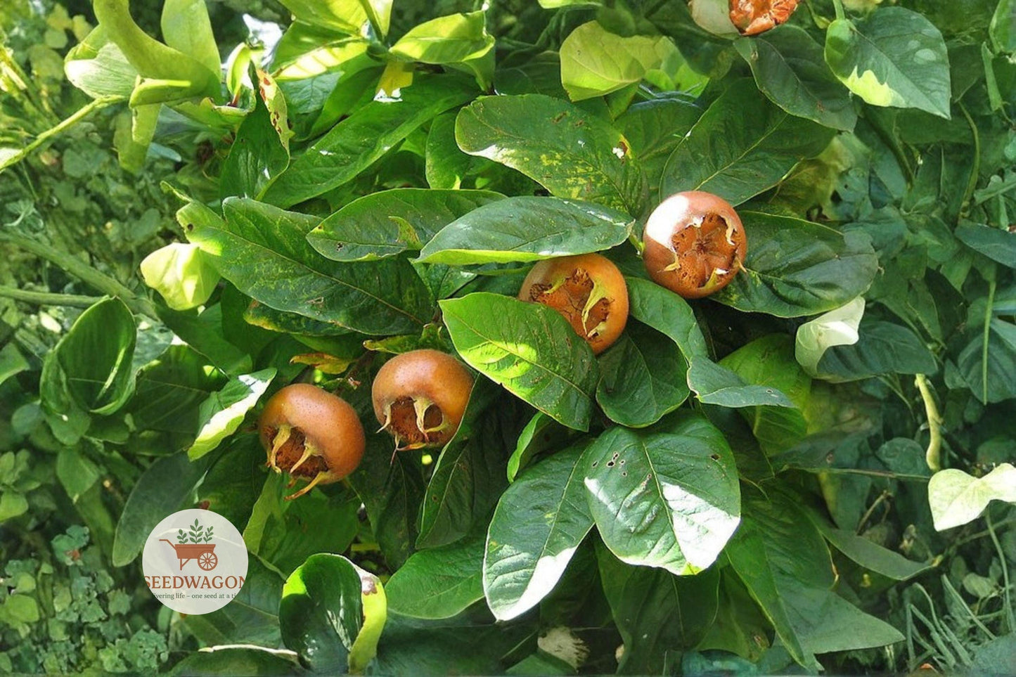 Showy Medlar Seeds - 10 Hardy Edible Fruit Tree Seeds | Mespilus germanica | Unique Ornamental with White-Pink Flowers & Fall Color