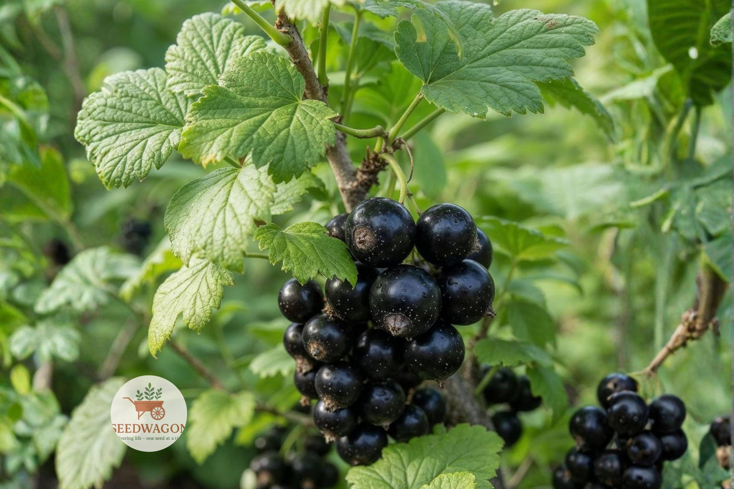 Black Chokeberry Seeds - 50 Seeds - Hardy Edible Shrub with Antioxidant Rich Berries - Aronia melanocarpa