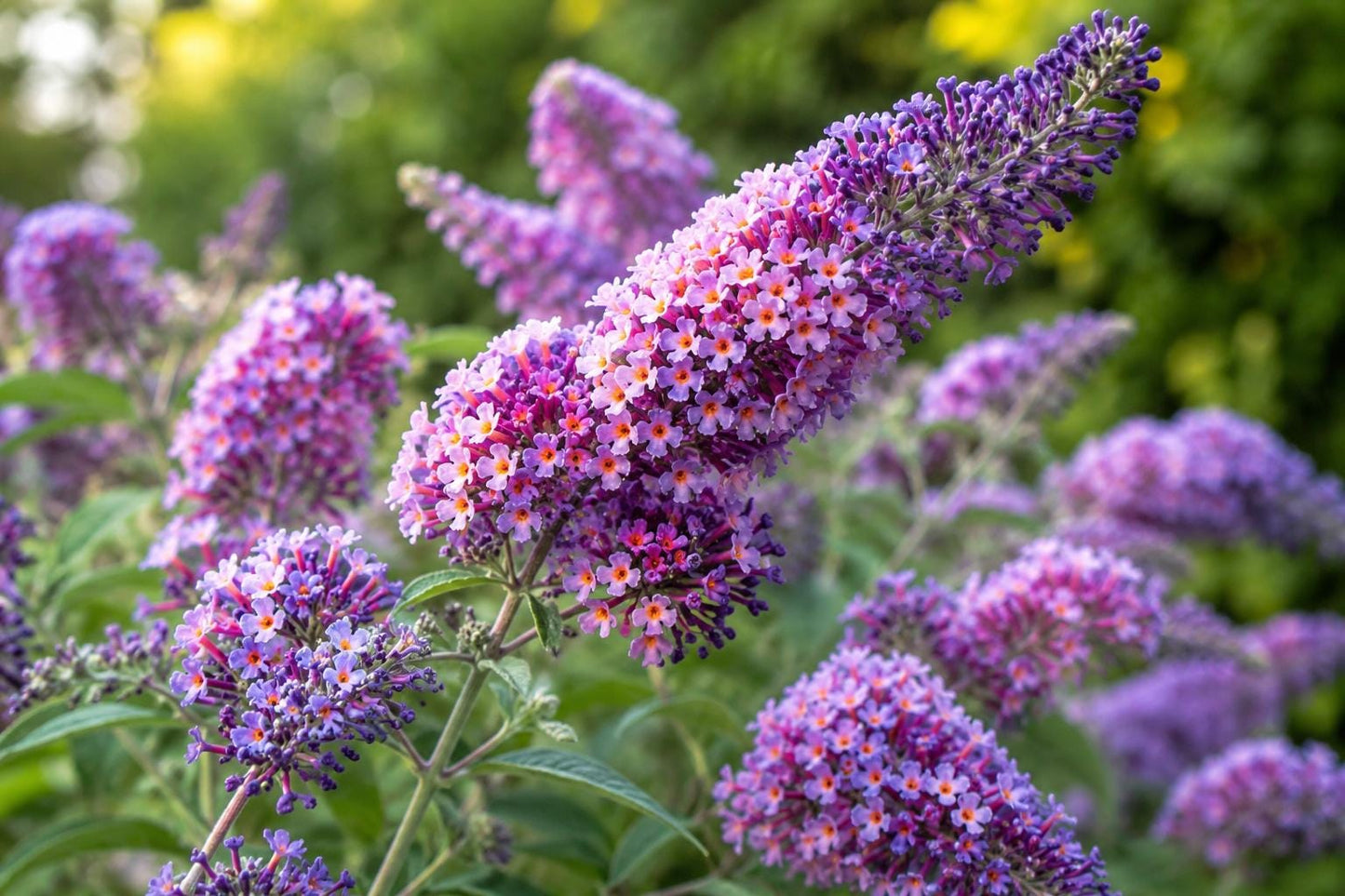 Butterfly Bush Plant 8-10" Bi-Color Flower Power Buddleia davidii - Attracts Pollinators, Drought-Tolerant Perennial Garden Plant